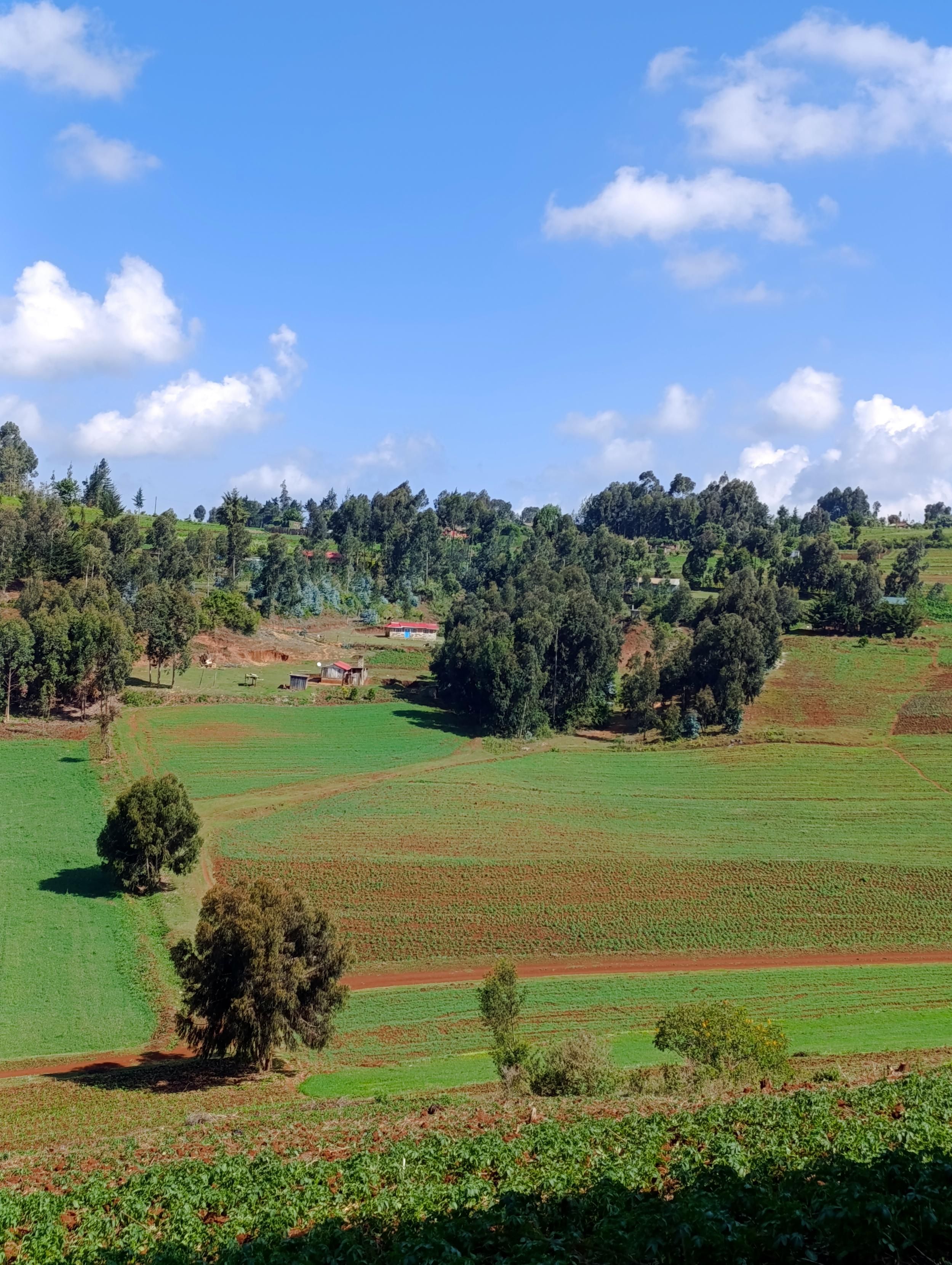 Farmlands with potatoes and wheat plantations in the background is exotic trees and people's homesteads. 