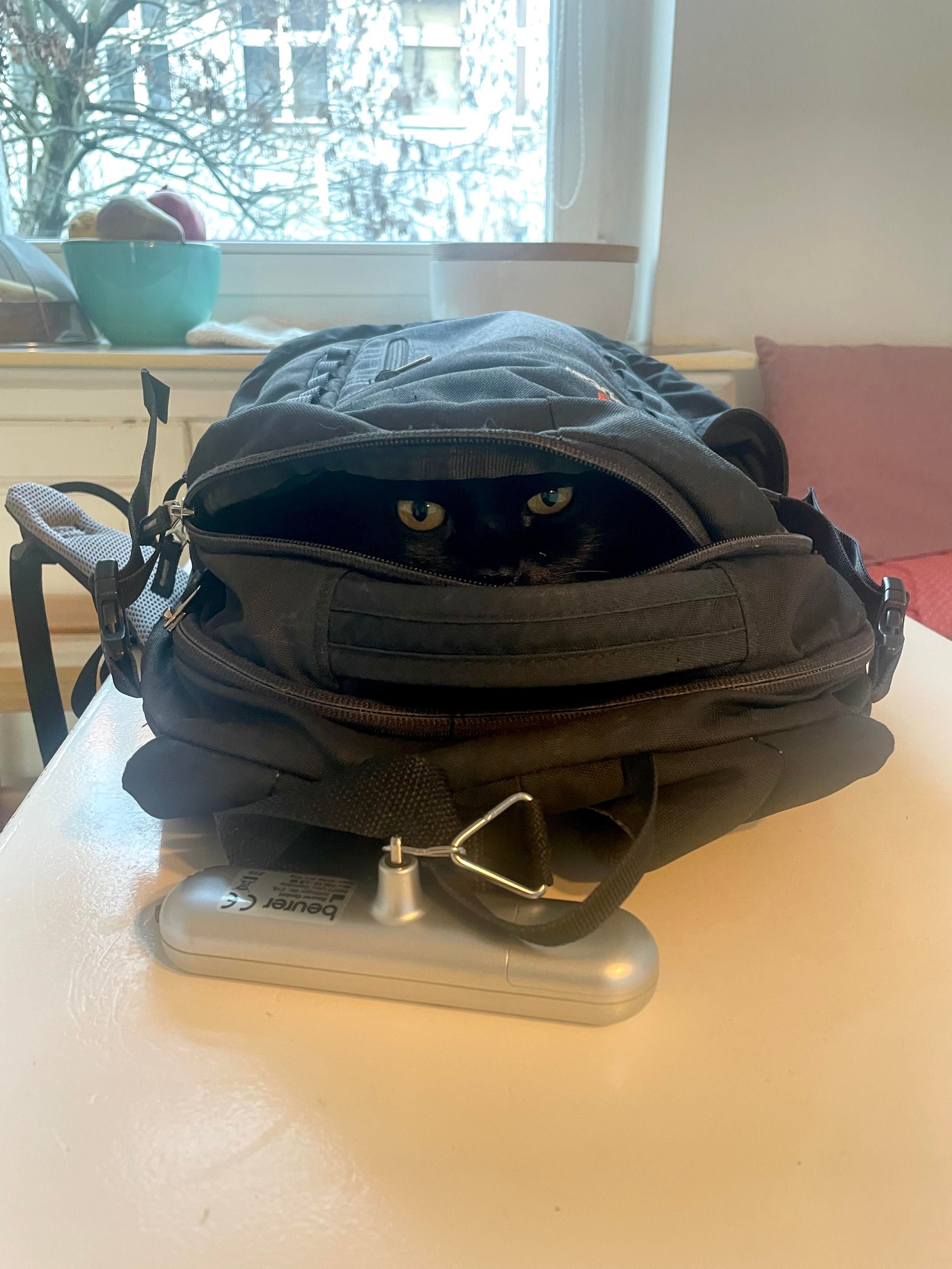 A black cat peeks out from an unzipped black backpack, its golden eyes visible. In the background, there's a window with trees outside, and a teal bowl on a ledge equipped with objects. A small silver scale is attached to the backpack.