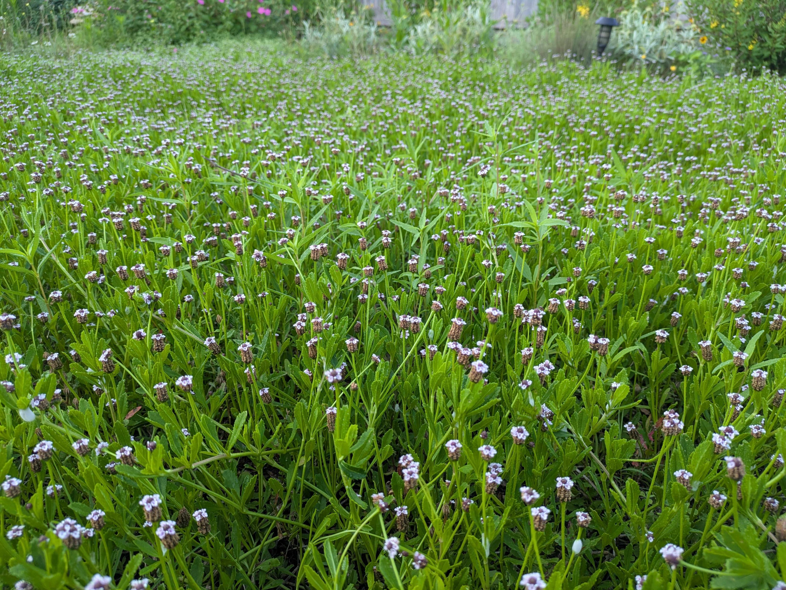 A lawn with blooming frogfruit both in foreground and background. The blooms are small, round and white with a little brownish cylinder coming out the bottom of some.