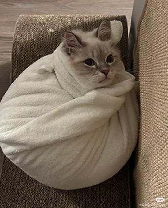 Photo of a cat wrapped up in a towel like a dumpling. Kitty looks quite cozy