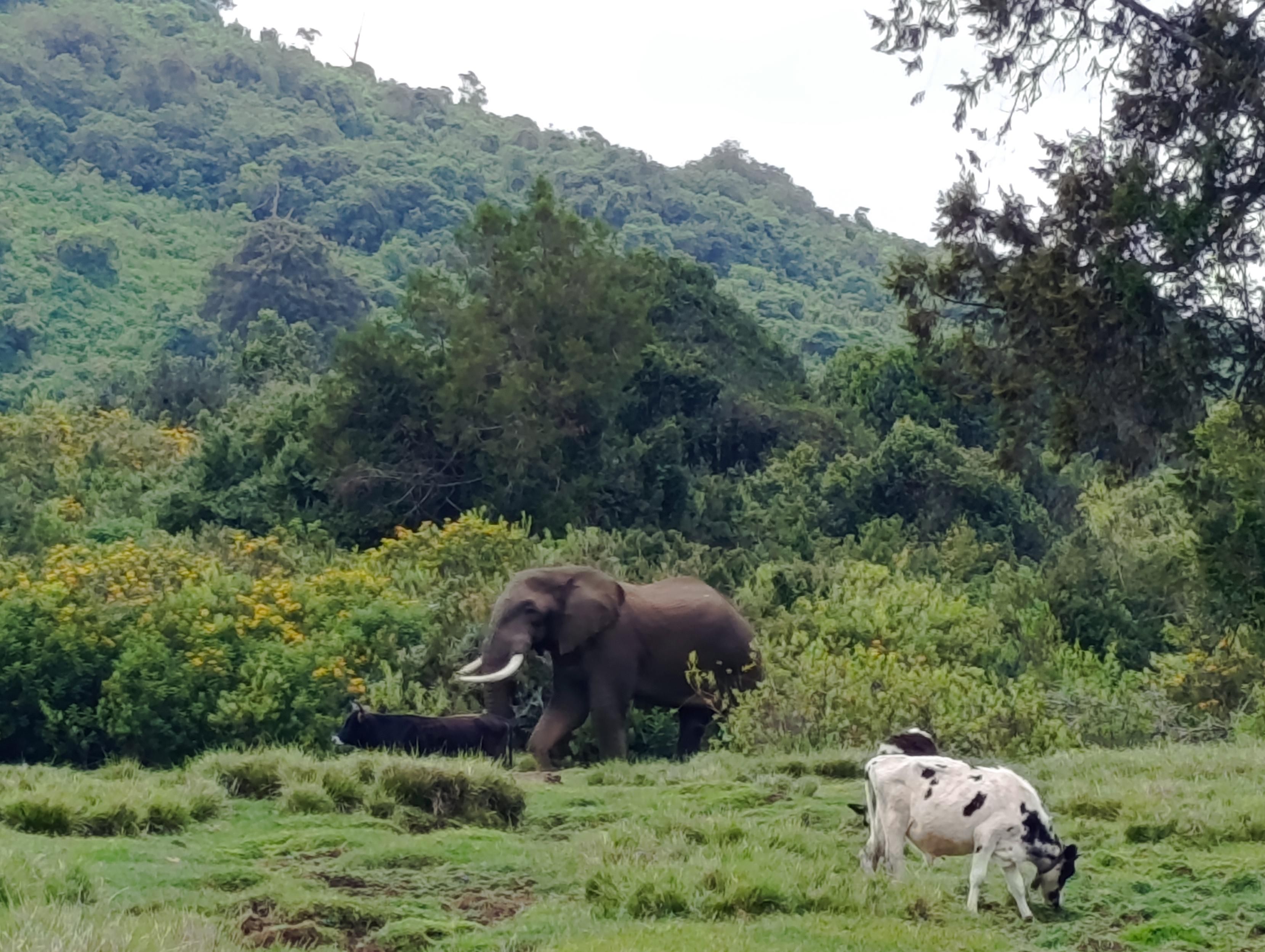 Elephant grazing with cows in the forest 