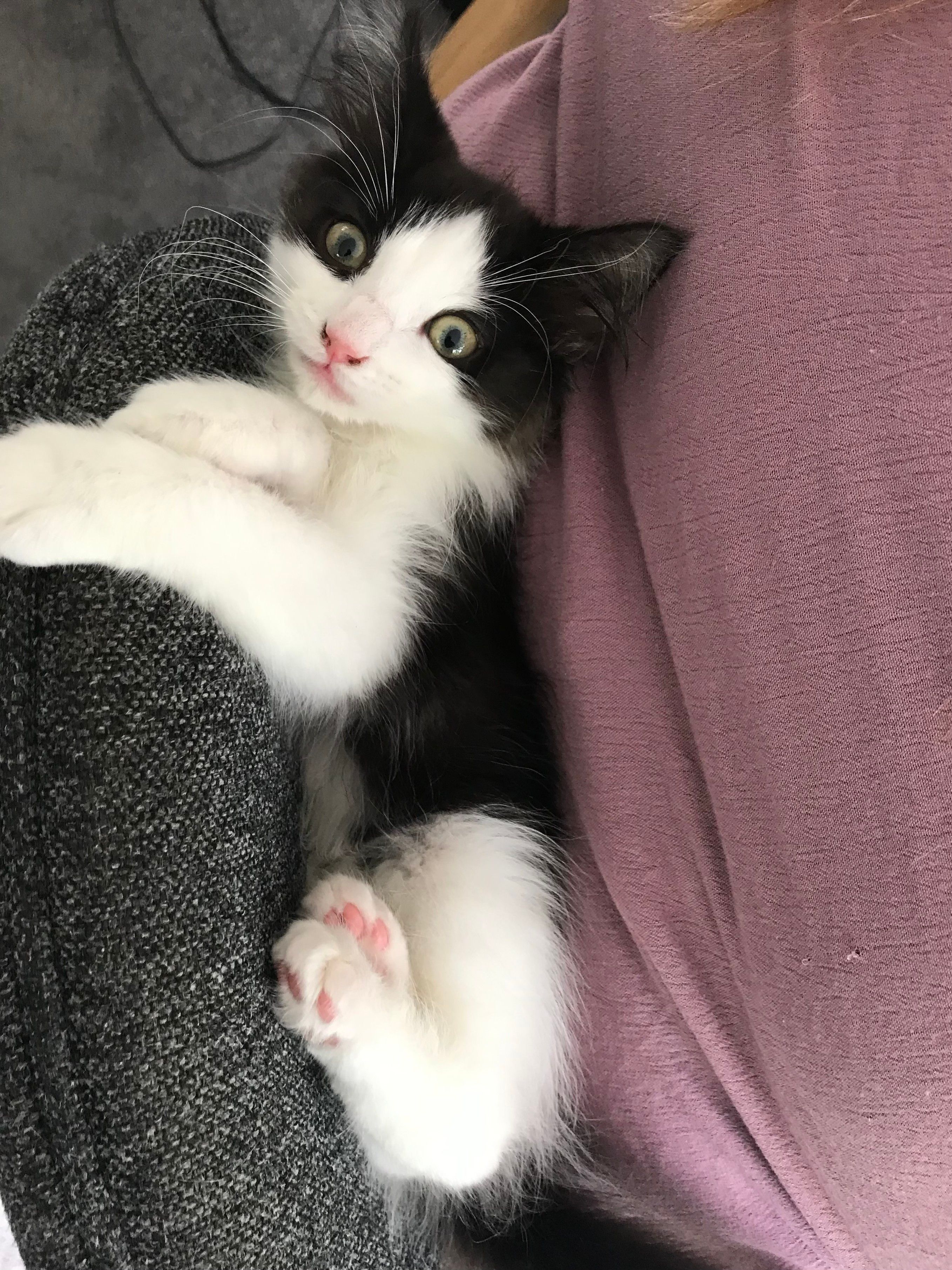 A tuxedo kitten, lying squished between the back of an office chair and the back of a human, looks at the viewer with wide eyes.