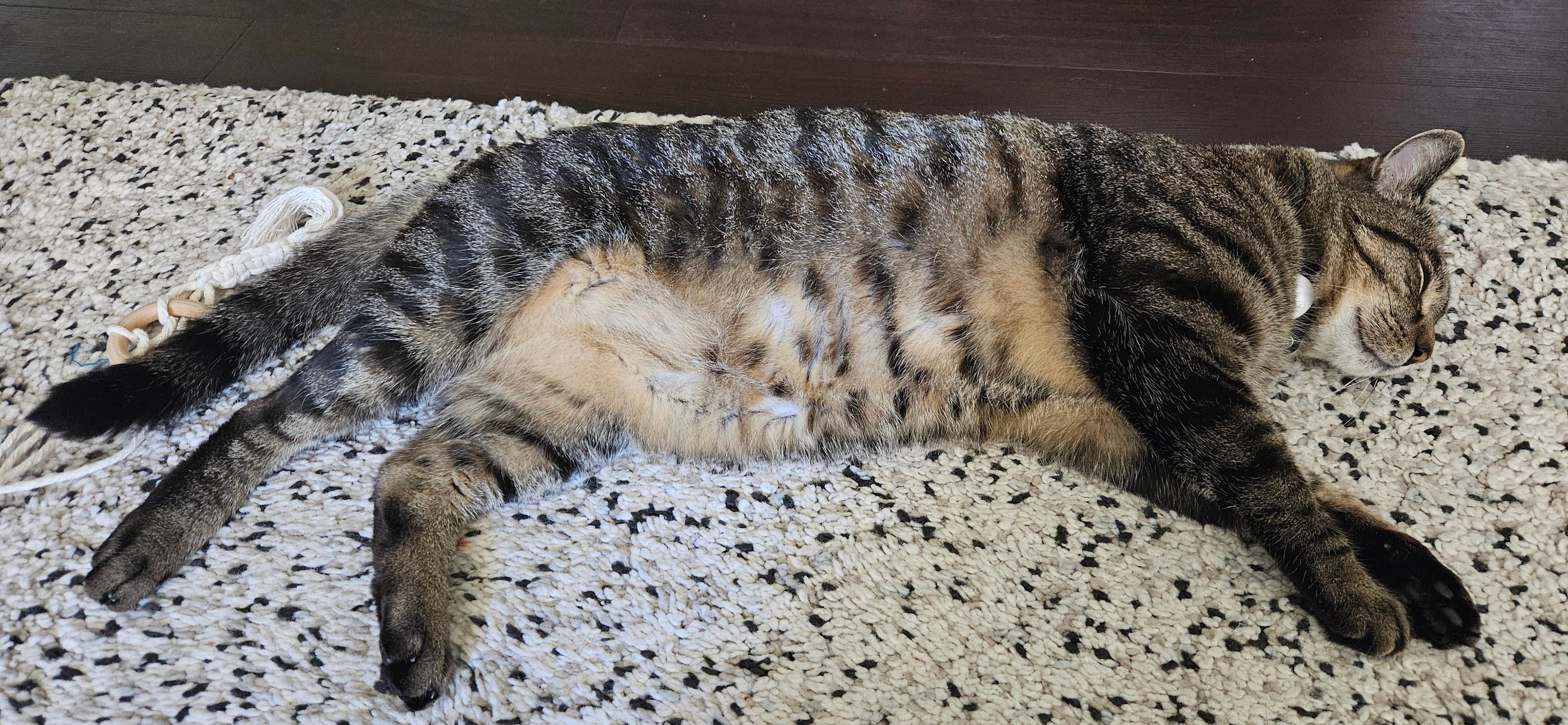 Momo flopping on the ground. His tummy is showing, it's a lighter shade of brown than the rest of him.