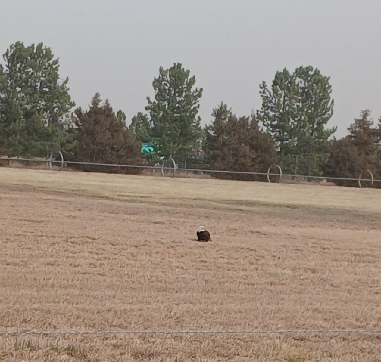 Field, yes, bald eagle, yes