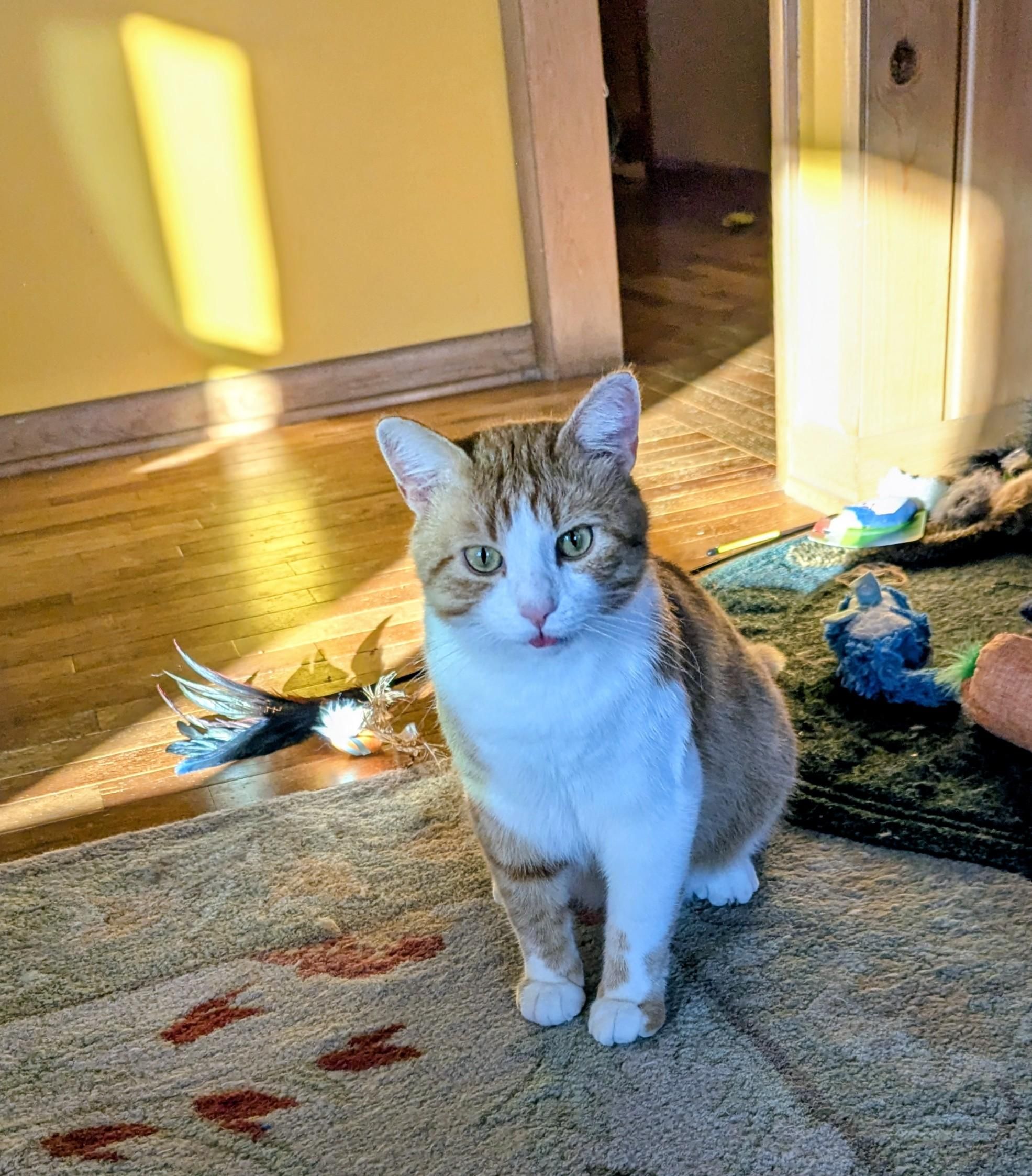 An orange tuxedo cat sitting in front of his pile of toys. His tongue is sticking out a little and his eyes look both bright and interested, and absolutely empty of any thoughts whatsoever 