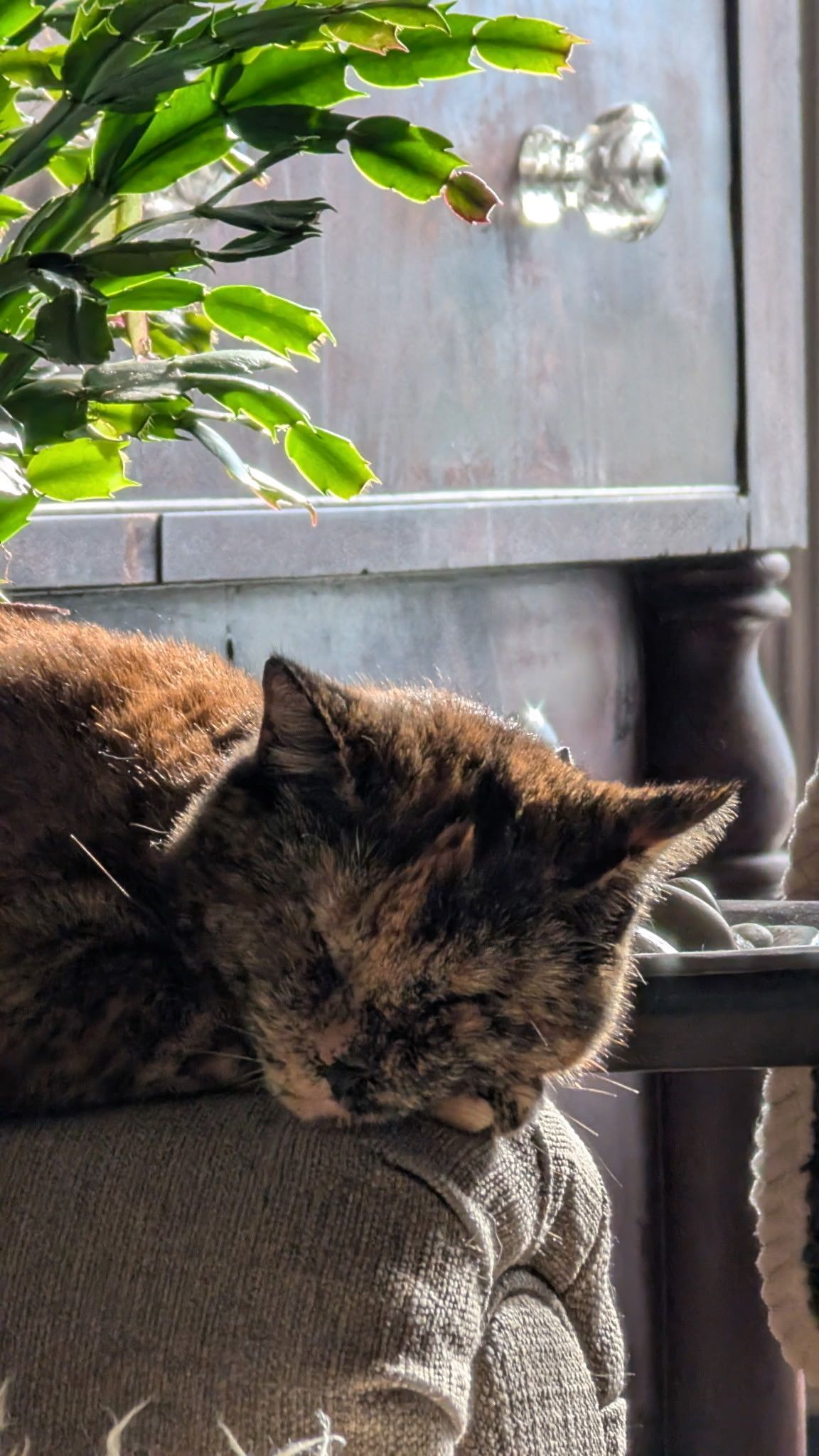a tortoiseshell cat laying on her paw with eyes closed as she sleeps on the arm of a grey couch. above her there is a green christmas cactus
