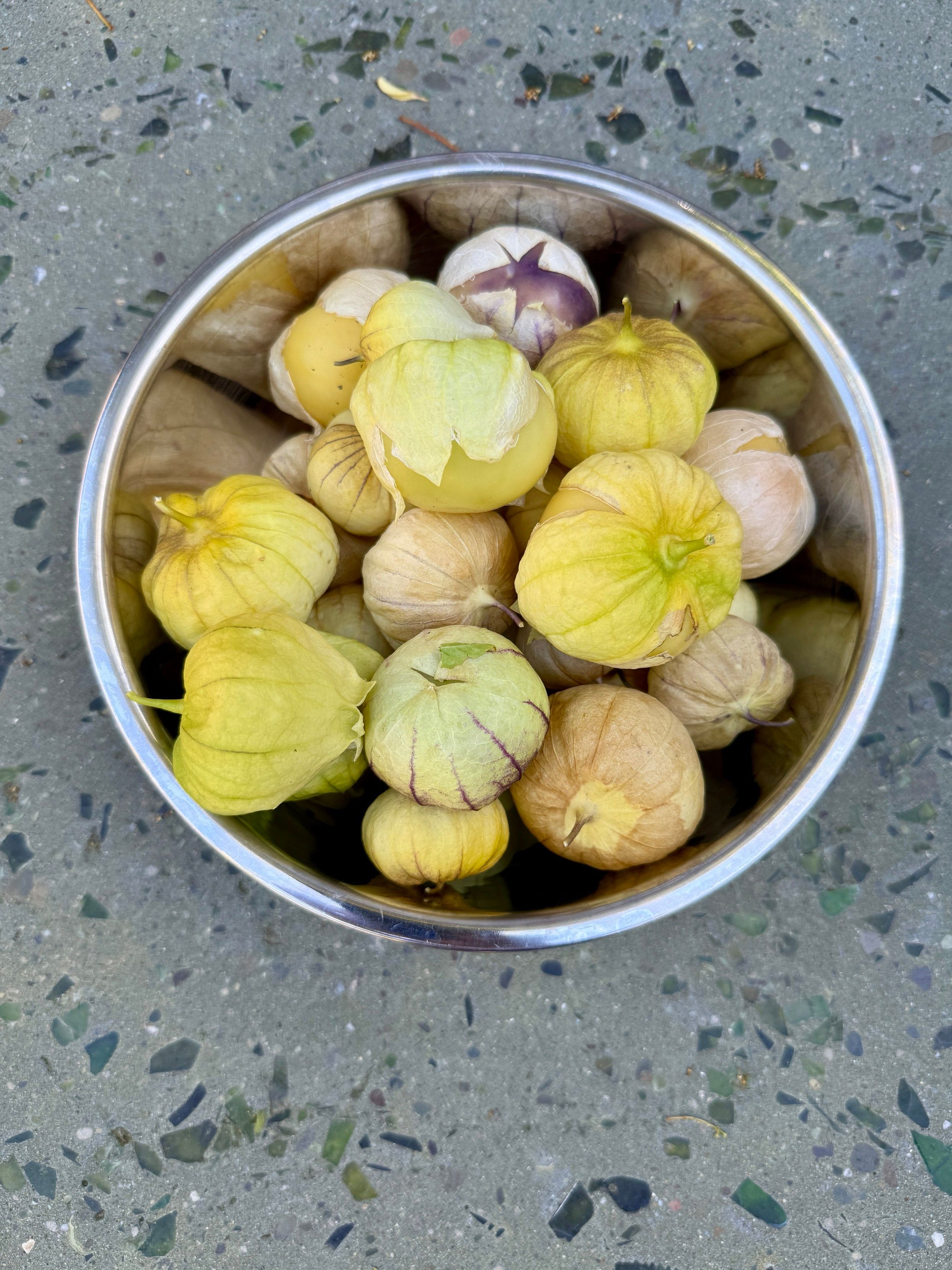 Perhaps 20 tomatillo from the front yard are in a stainless steel bowl which is on a big concrete coffee table in the yard. 