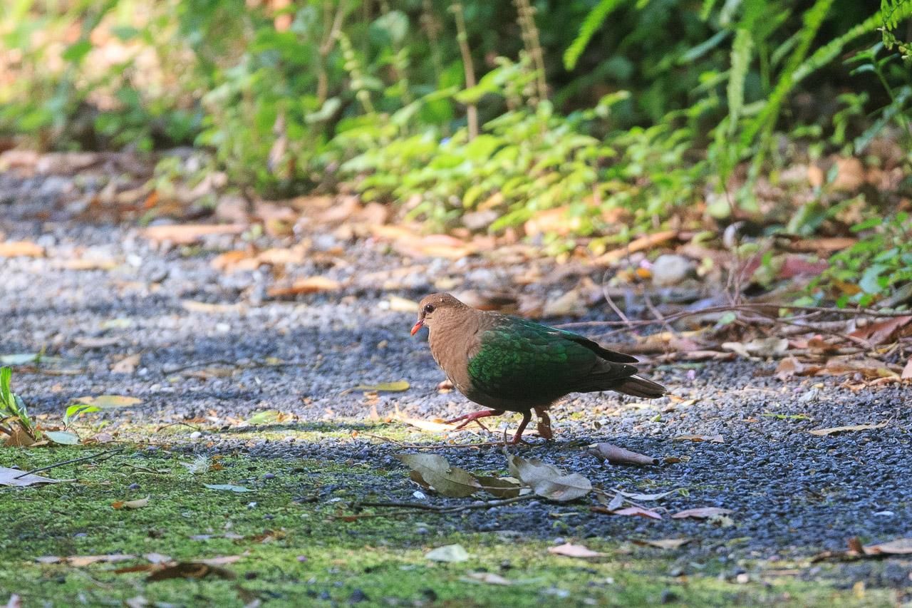 A small brown dove, walking on a bitumen driveway. It has emerald green wings. 