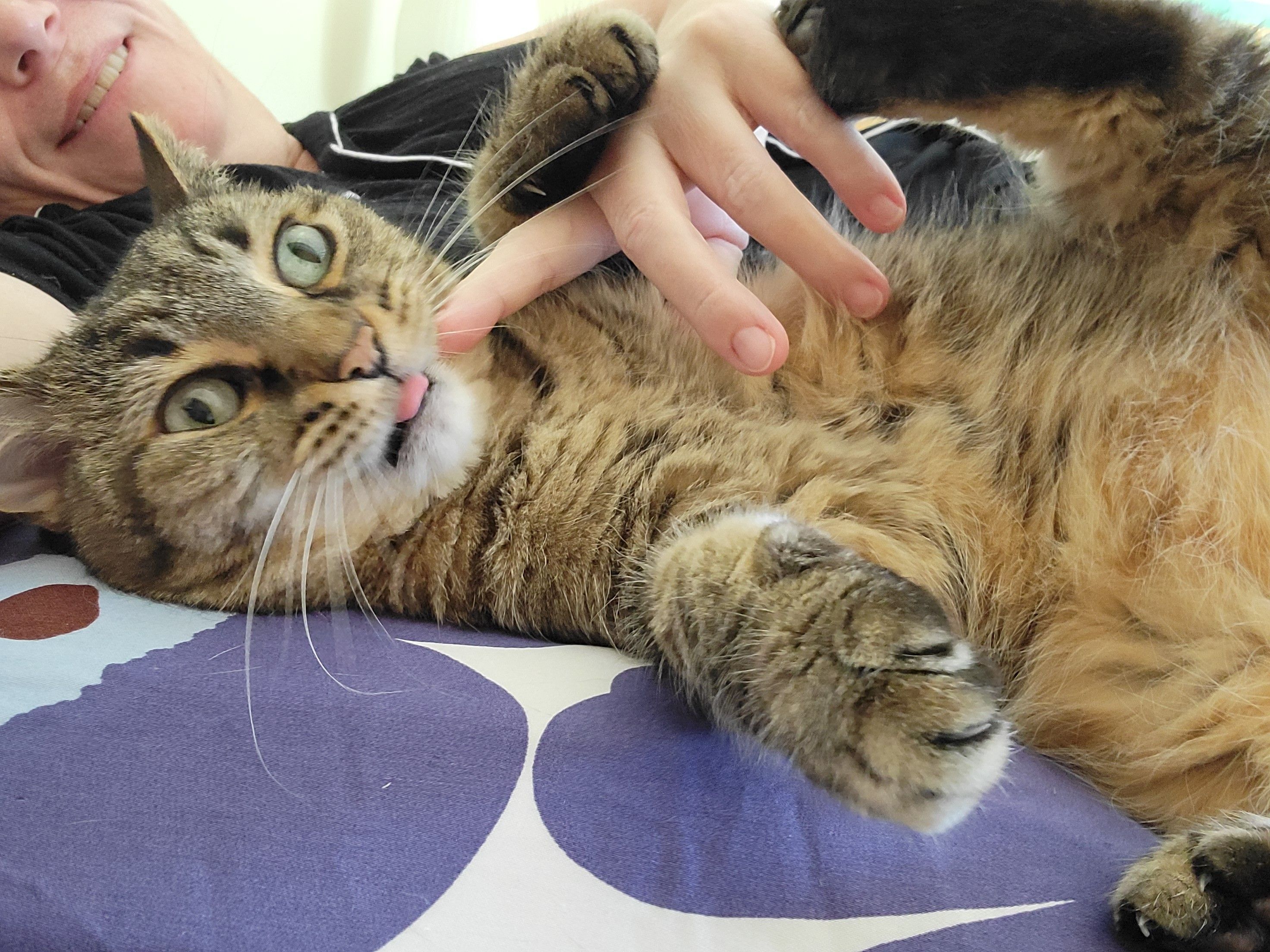 A fuzzy brown tabby lying on his side on blue flowered sheets, with me as big spoon. All four of his feet are converging on my small pink hand, with his upper paws already gripping it. His light green eyes have a thousand-yard gaze, and the tip of his pink tongue is sticking out of his white muzzle in a tiny blep.