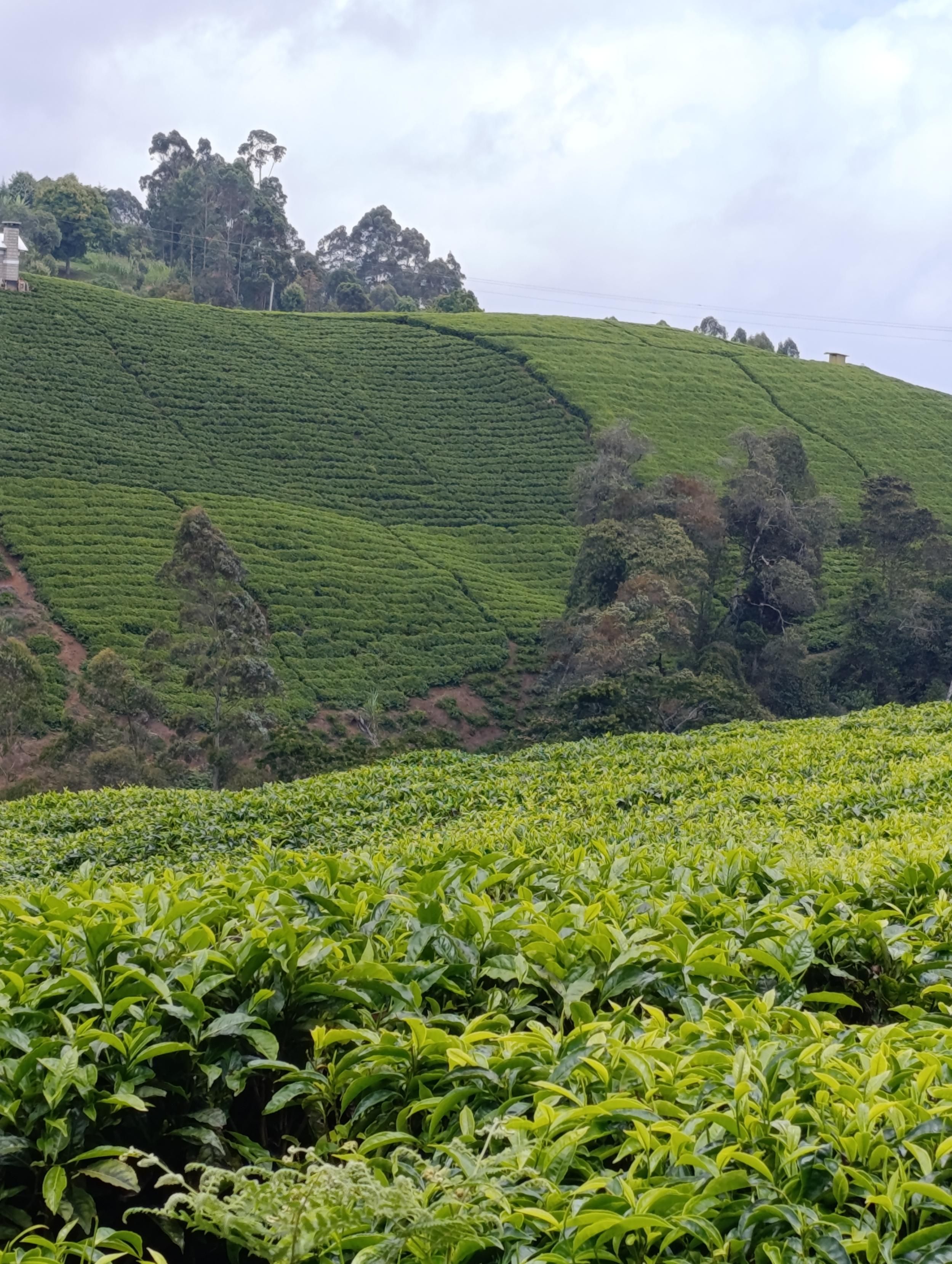 Tee plantations with exotic trees in South Imenti 