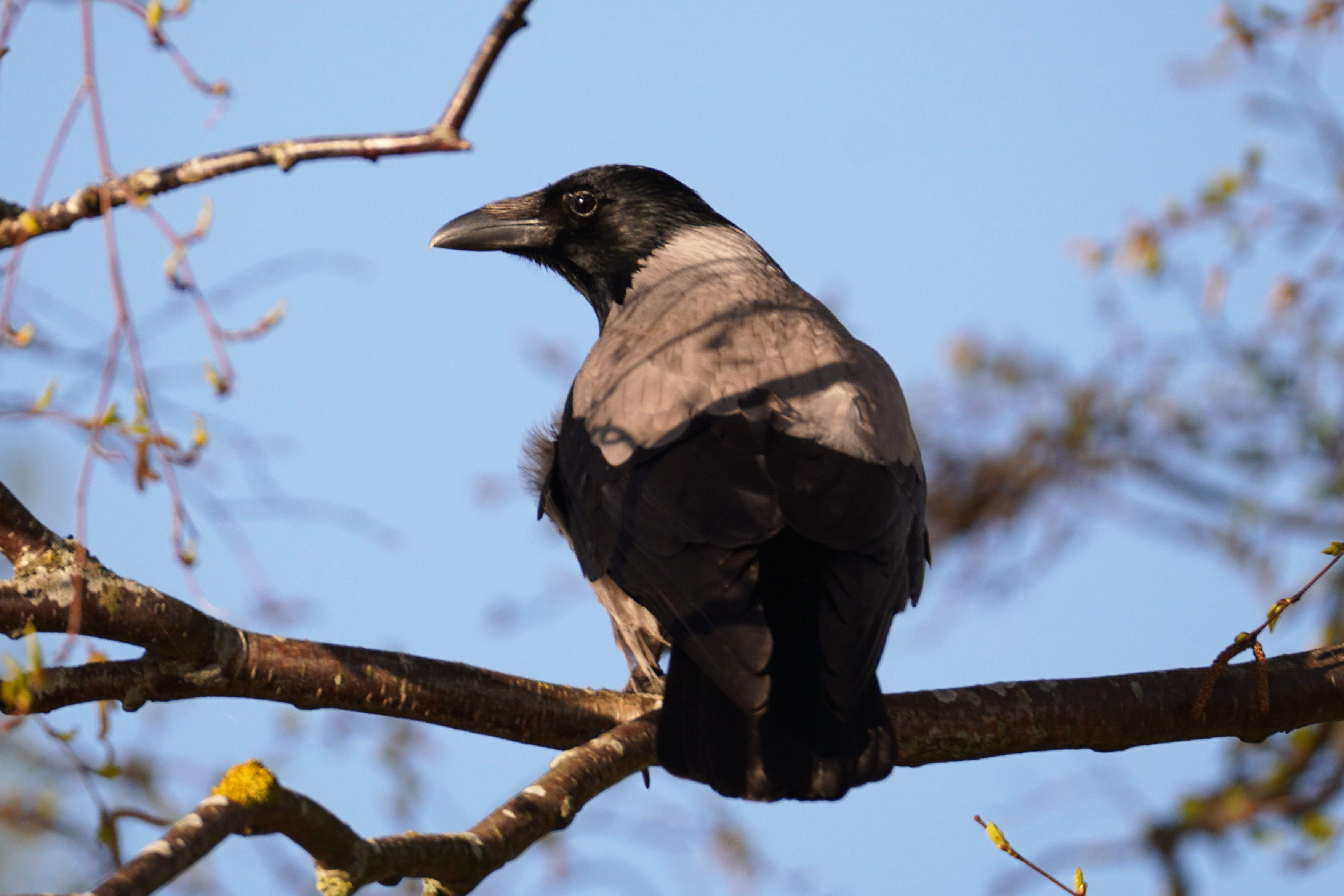Hooded crow on a branch. It has a black head, grey upper wings, and is otherwise black. I'm sure it's thinking something smart.