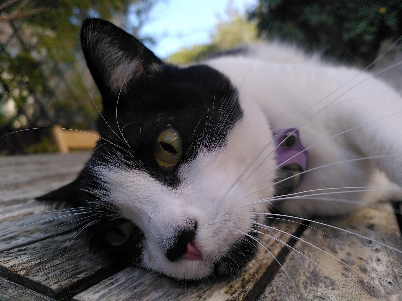 La gatta Lola, bianca e nera, fa le moine stesa su un tavolo all'esterno. Il muso è in primo piano. Piante fuori fuoco dietro