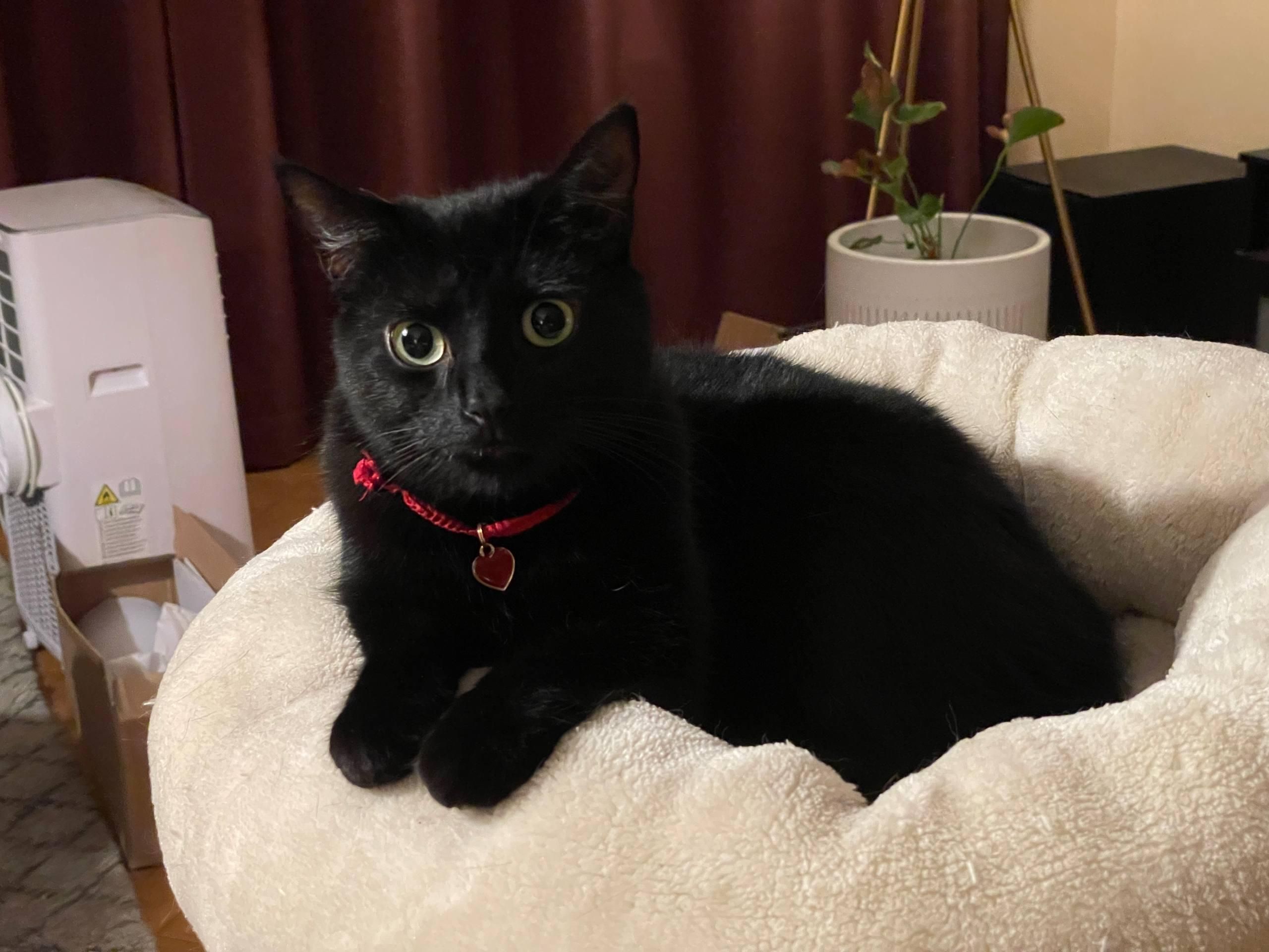 A black cat called Jiji with a red collar, looking very prim and proper with his paws displayed in front.