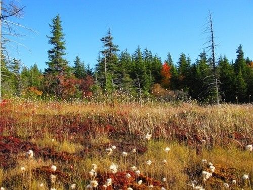 A lovely bog in autumn, with light brown sedge stalks fluttering above a base of cranberry-red Sphagnum peat moss. Some fluffy, white seed heads dance in the foreground atop spindly stalks as a flank of evergreen trees stand watch over the entire domain from behind.