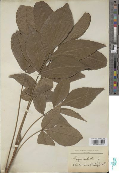 Carya illinoinensis (Wangenh.) K.Koch.

Multiple leaflets arranged along a central rachis (stem) showing some characteristics
Serrated (toothed) margins
Lanceolate to oblong shape
Prominent venation preserved in the pressing
Typical arrangement of 9-13 leaflets on this specimen

The brown color is normal for aged herbarium specimens

https://www.botanicalcollections.be/#/en/specimen/BR0000024493932