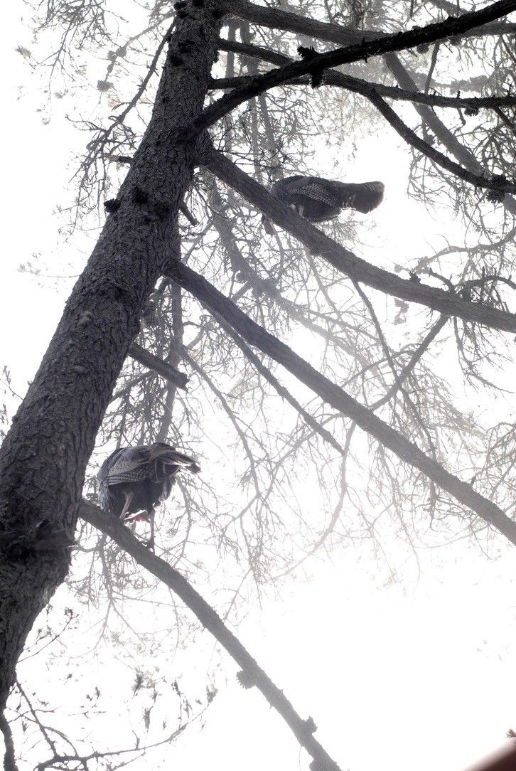 View looking up at two wild turkeys perched on branches of a Monterrey Pine tree in the fog