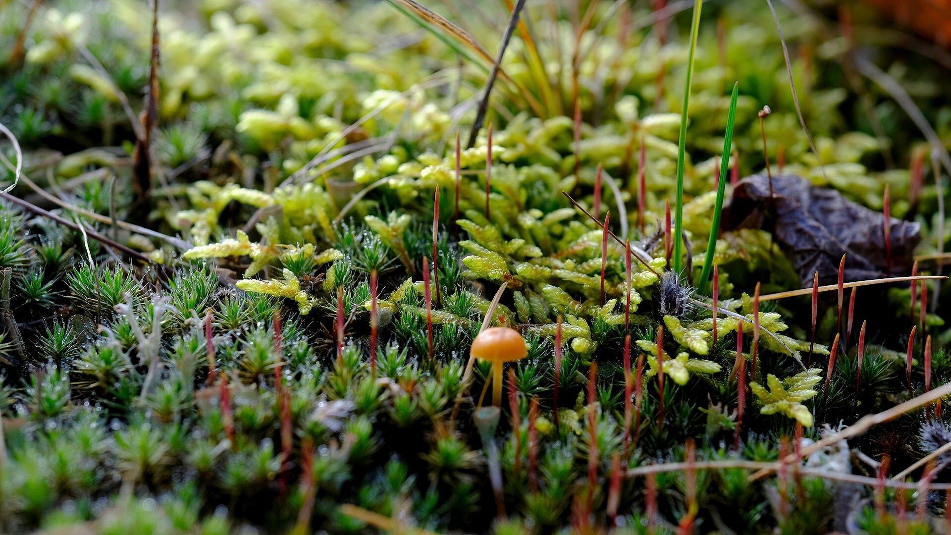 The frame is filled with a dark green moss (looking like tiny pine trees), trumpet shaped grey lichen, a light green liverwort branching out over the moss, and a little orange mushroom in the centre.
