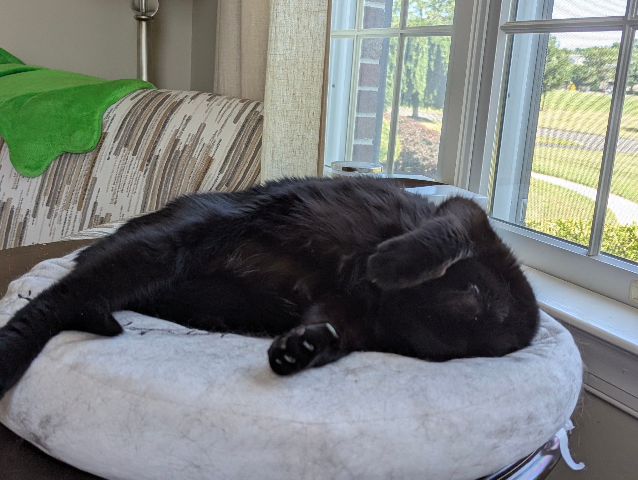 Mojo Jojo sleeps with his paw blocking out the light.