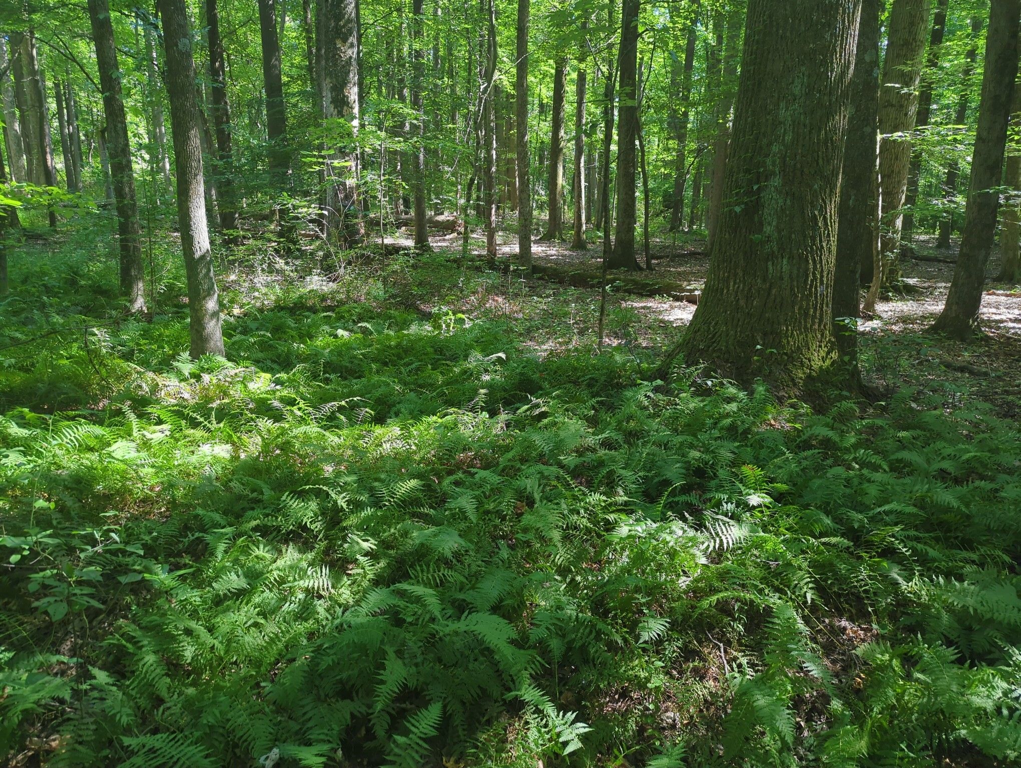 cluster of new York and lady ferns in the woods