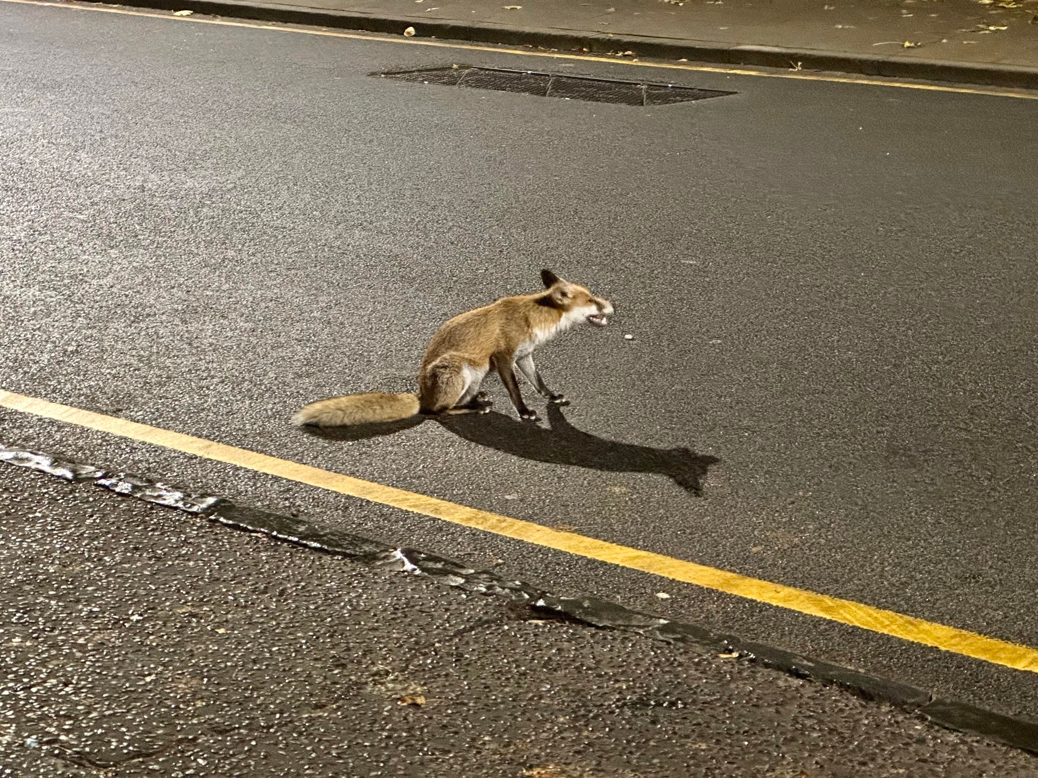 A fox sitting in the middle of the road at night with its mouth open because it’s chewing on something.