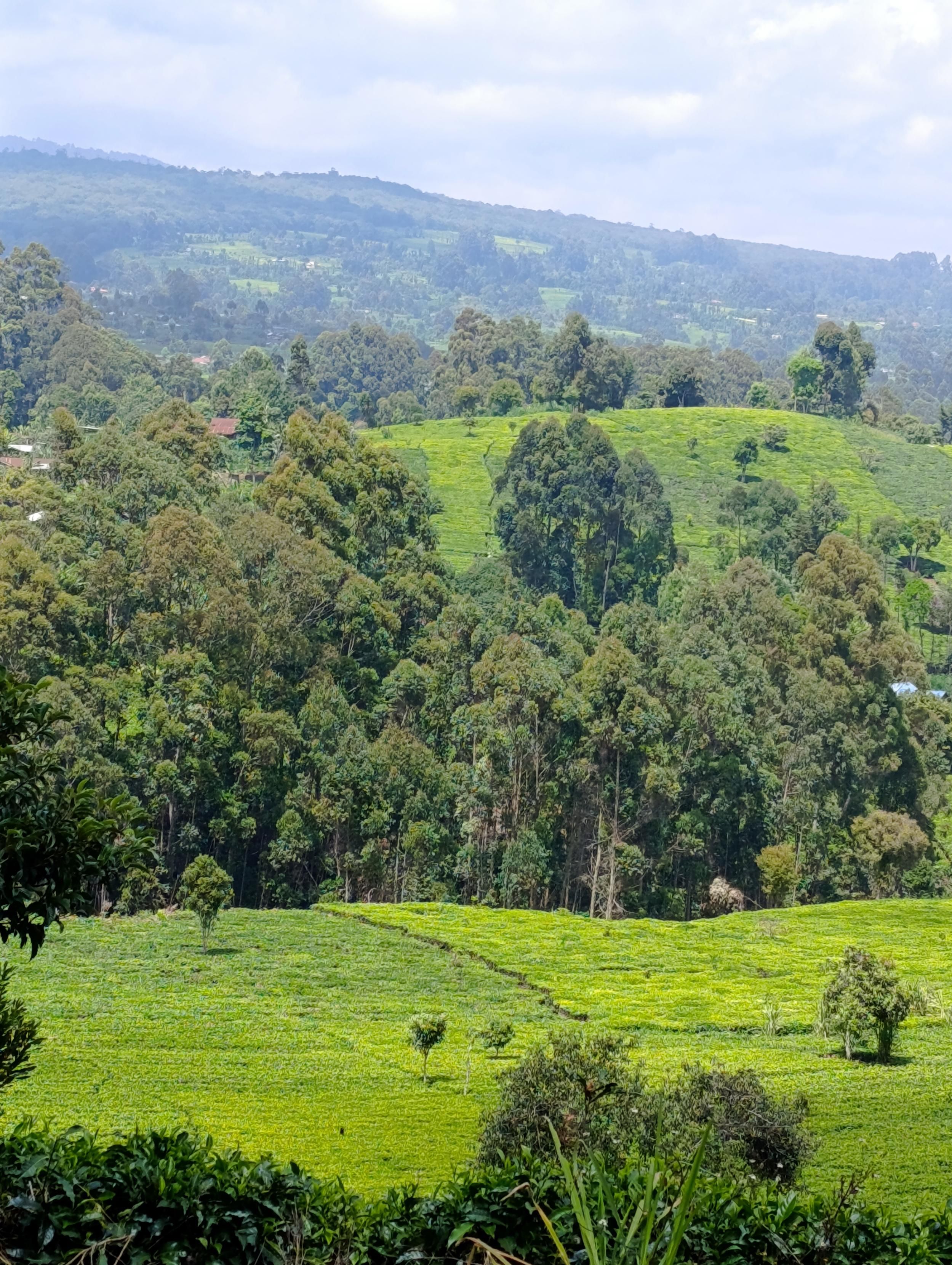 Tee plantations with exotic trees in South Imenti 