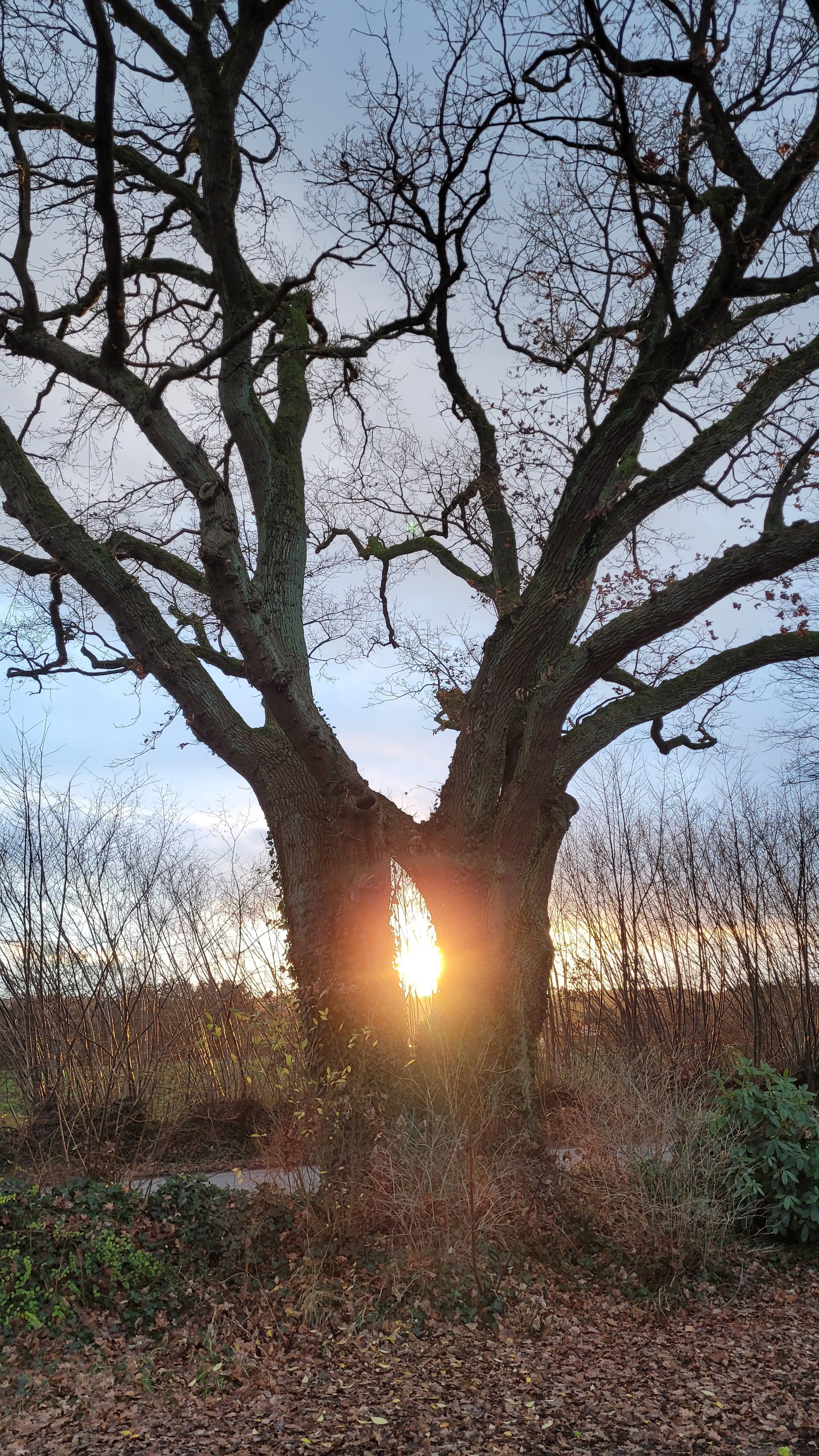 Eine doppelstämmige Eiche steht am Wegesrand, die untergehende Dezembersonne scheint durch die Lücke zwischen den Stämmen.