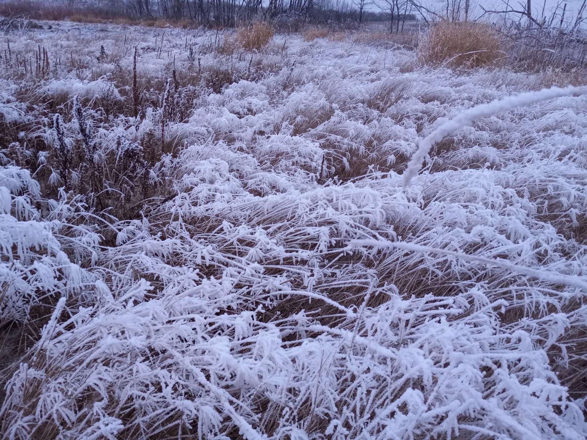 Grasses that are completely covered with frost, on every single twig and blade.  It's beautiful.