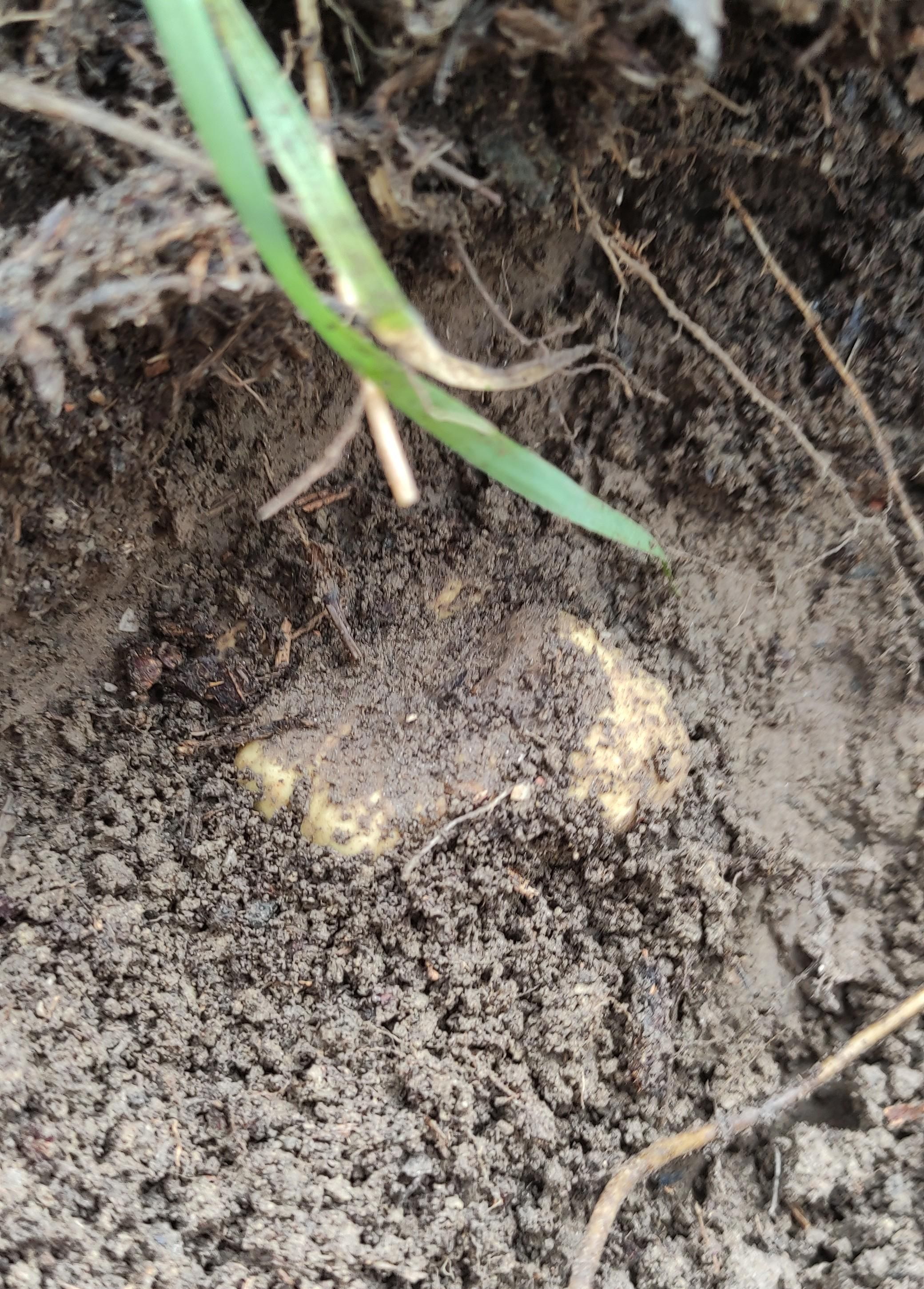 testolina di tuber magnatum pico che sbuca dalla terra, un ciuffo d'erba lo sfiora