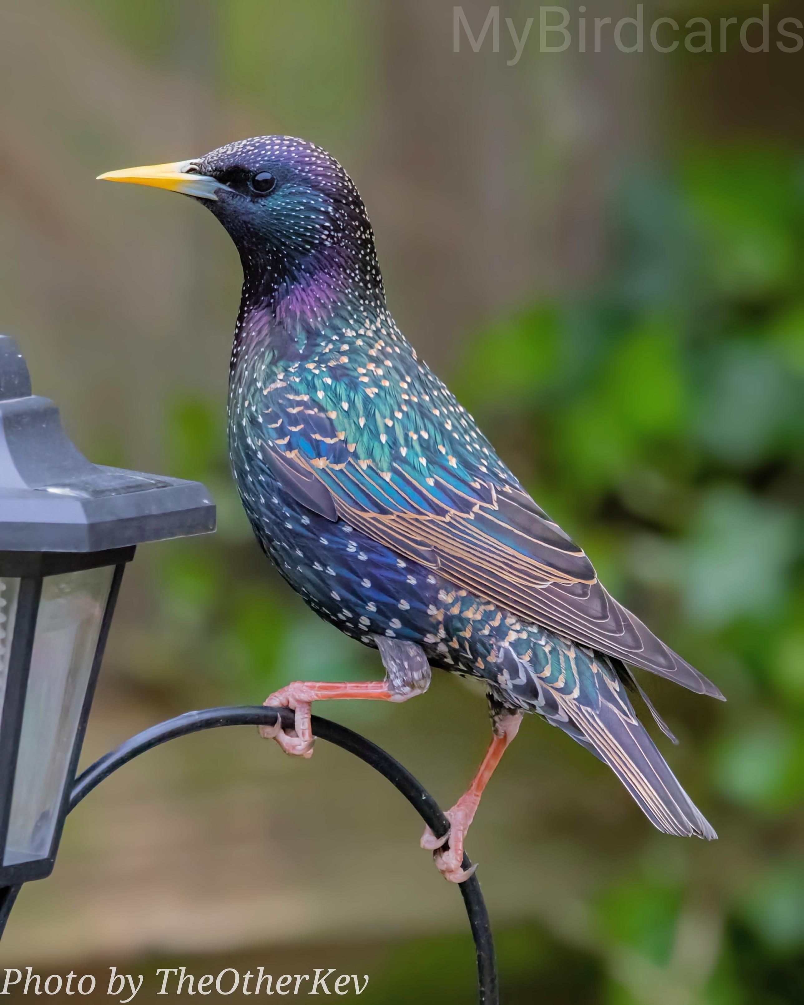 "I'm a dark, stocky bird, about 21 cm (8 in) long, with a short tail and a relatively long, pointed beak. In the breeding season, my plumage is an iridescent purple and green, flecked with creamy white spots. In winter, I become more speckled. I'm often found in large, noisy flocks, especially at dusk when we perform spectacular aerial displays called murmurations." 2.5 Flash (Edited)

What bird am I?

📷: Photo by TheOtherKev via Pixabay