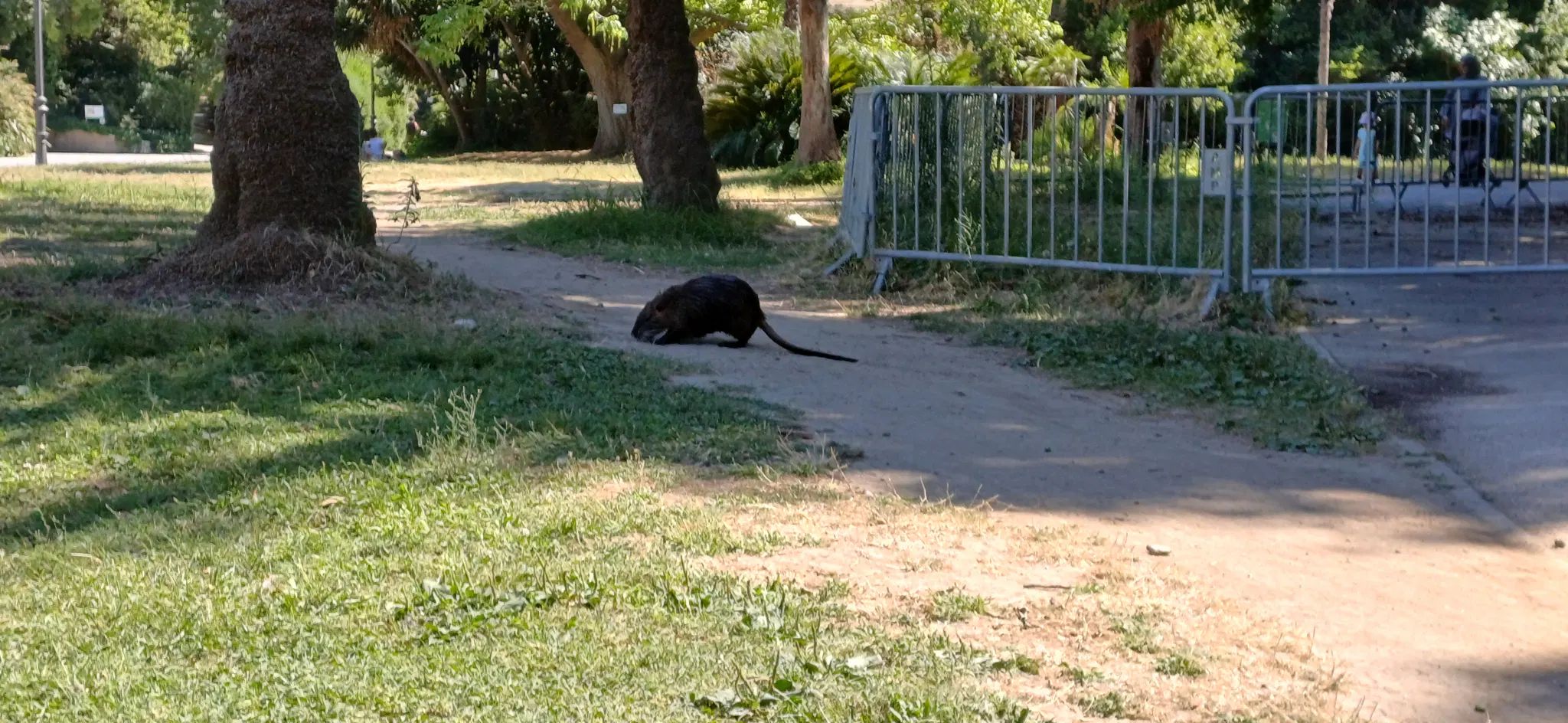 A coypu on a dirt track. You can see that the size of the coypu os quite significant, as its length is over half the track width.