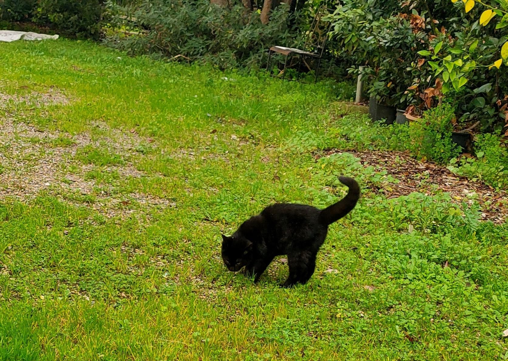 One of the four kittens, a completely black cat in my garden