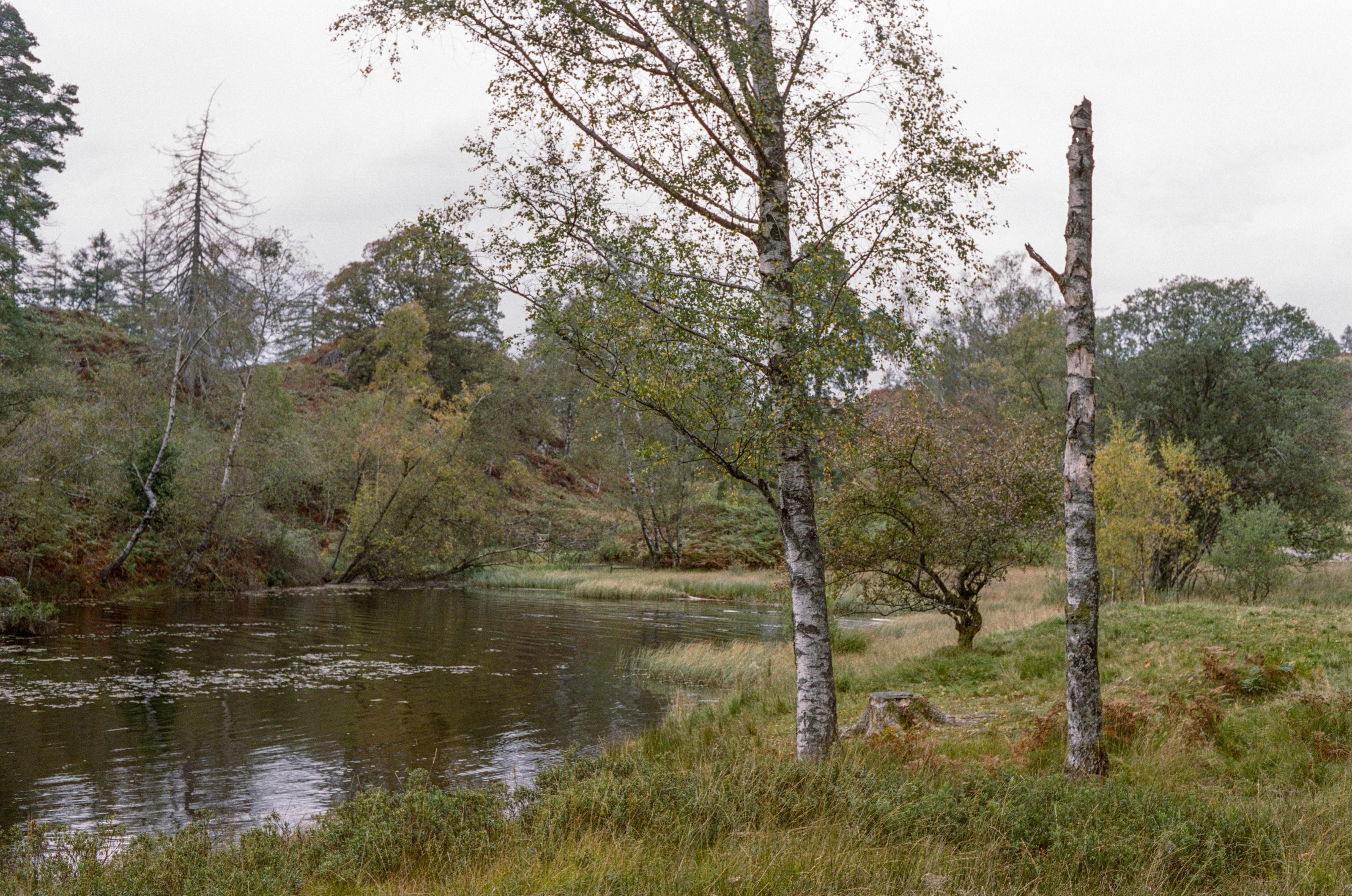 Two birch trees in front of a body of water, which is itself surrounded by other trees, green grass, and is covered in water lillies. The sky is overcast.