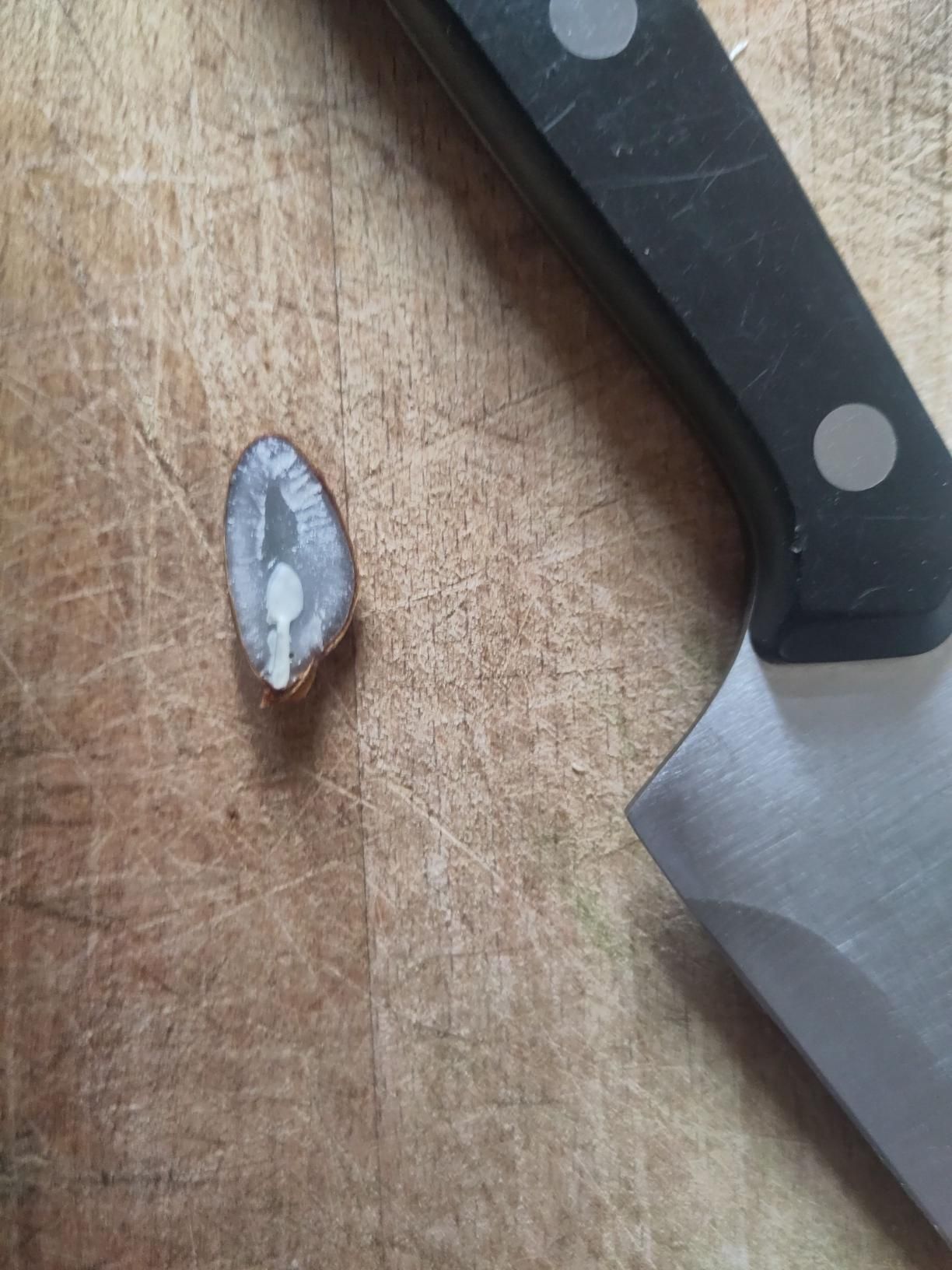 sezione di seme di cachi su un tagliere di legno e coltellaccio... il seme mostra chiaramente la sagoma del cucchiaio premonitrice di tanta neve da spalare