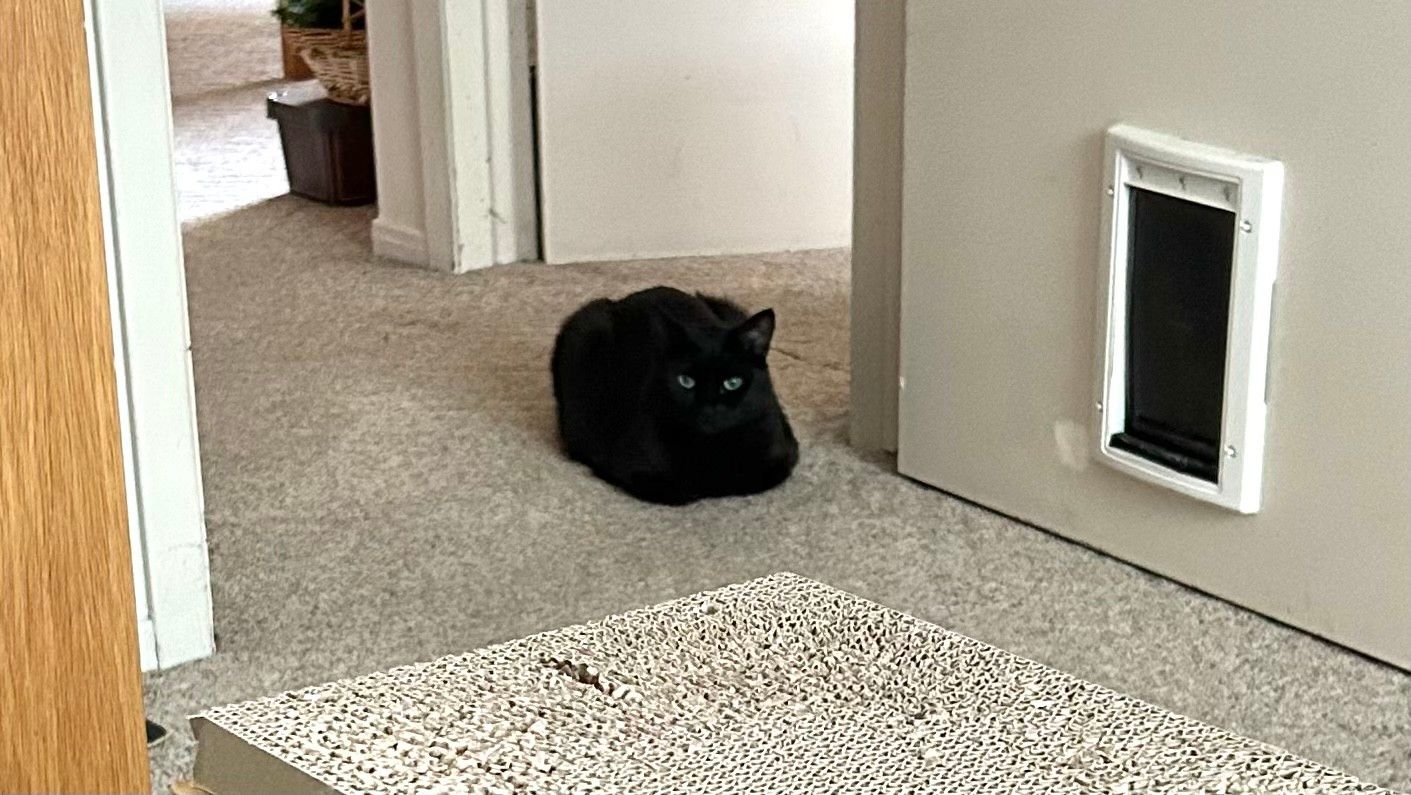 Black cat in a loaf shape lying in the entranceway of a bedroom. Her body just looks like a black blob with two green orbs on a light beige carpeted floor.