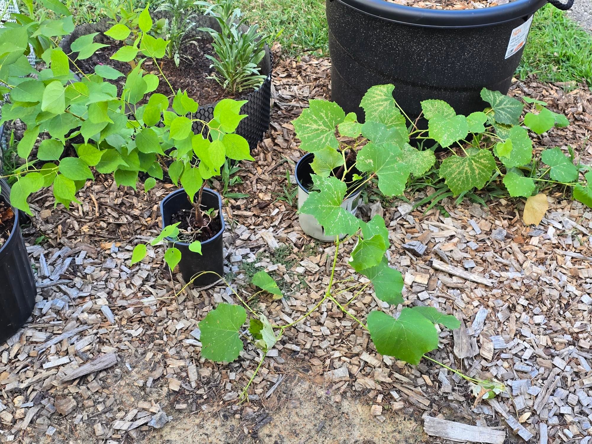 A Pixie-cot apricot tree and a cotton candy grape vine. There's a large black planter visible too.