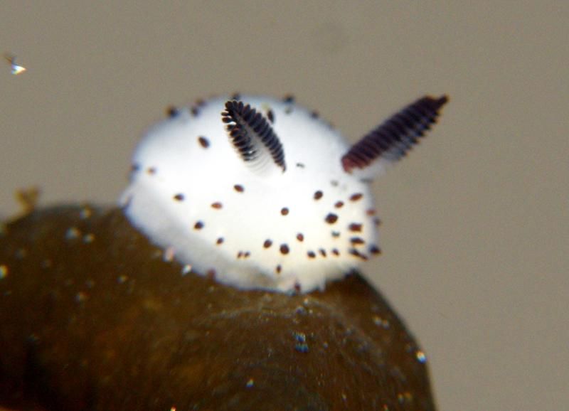 a jorunna parva sea slug, a very small animal that looks like a faceless bunny. it's white with little brown spots all over, and then two large fluffy-looking brown antennae that look like bunny ears on top of it's head.