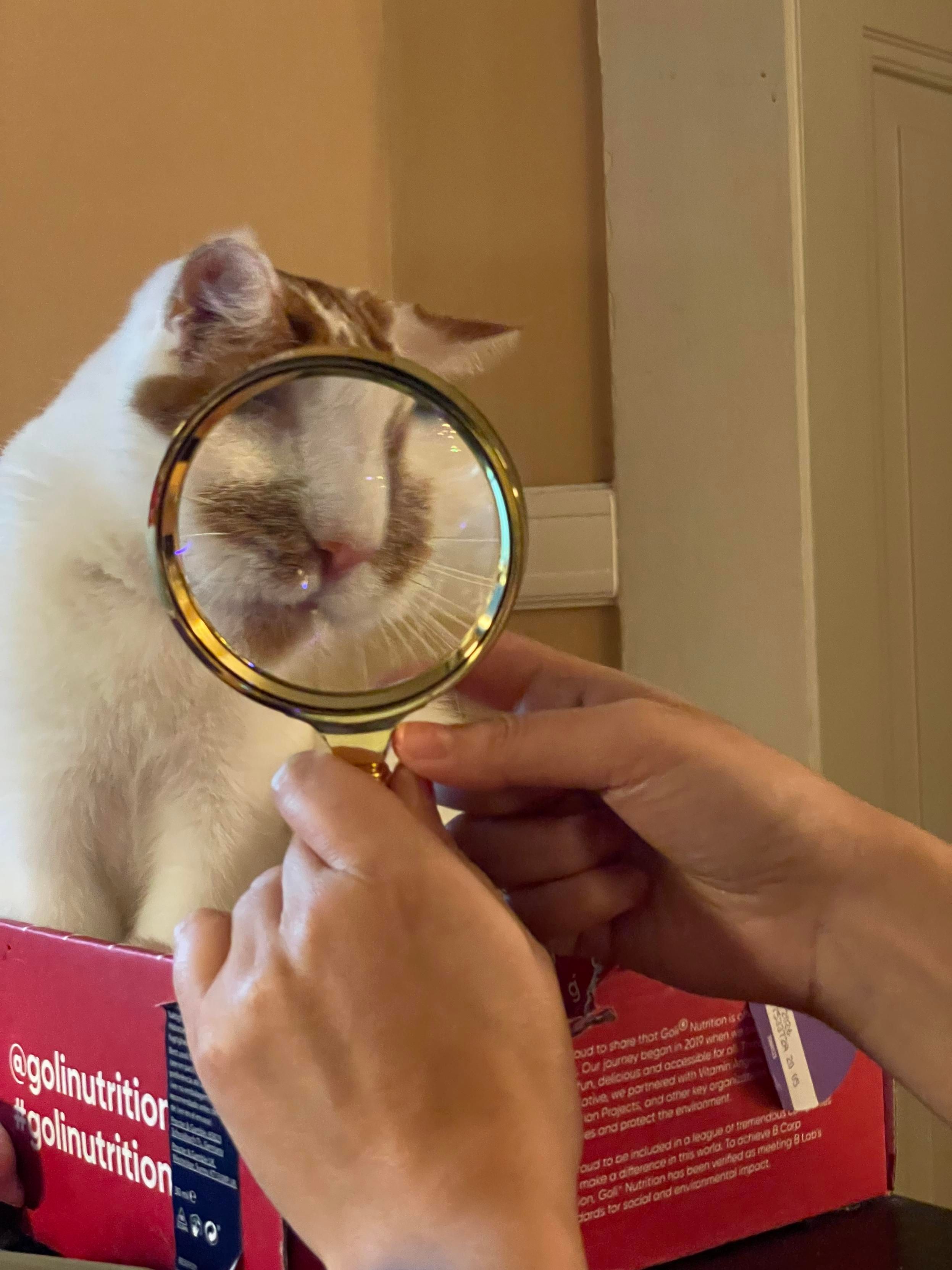 A white cat with orange patches and a pink nose is sitting in a red box on a desk. In front of her is a loupe with 2x magnification, making a part of her cute face appear bigger in a funny way. 