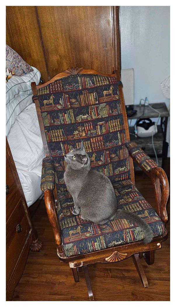 A gray cat sits alertly on a wooden rocking chair with a cushion patterned with bookshelves, glacing up at an unseen tv on top of a vintage, wood dresser.


