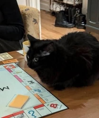 Photo of a black cat with feet and tail tucked in while it loafs next to a Monopoly board game currently being played