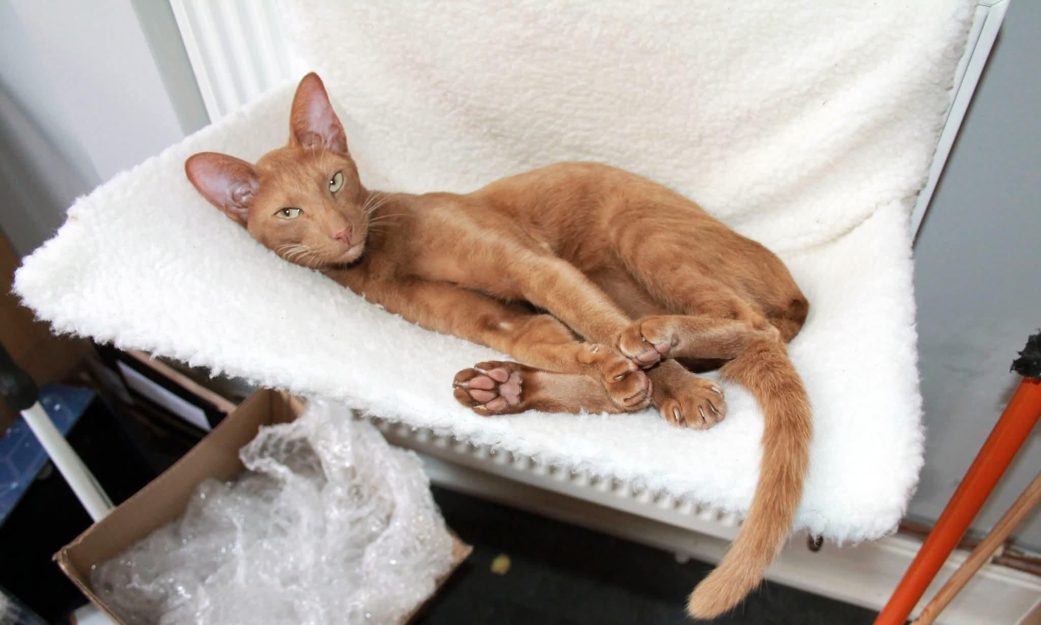Same cat in the same bed, lying more sensibly, looking at us with her head the right way up.