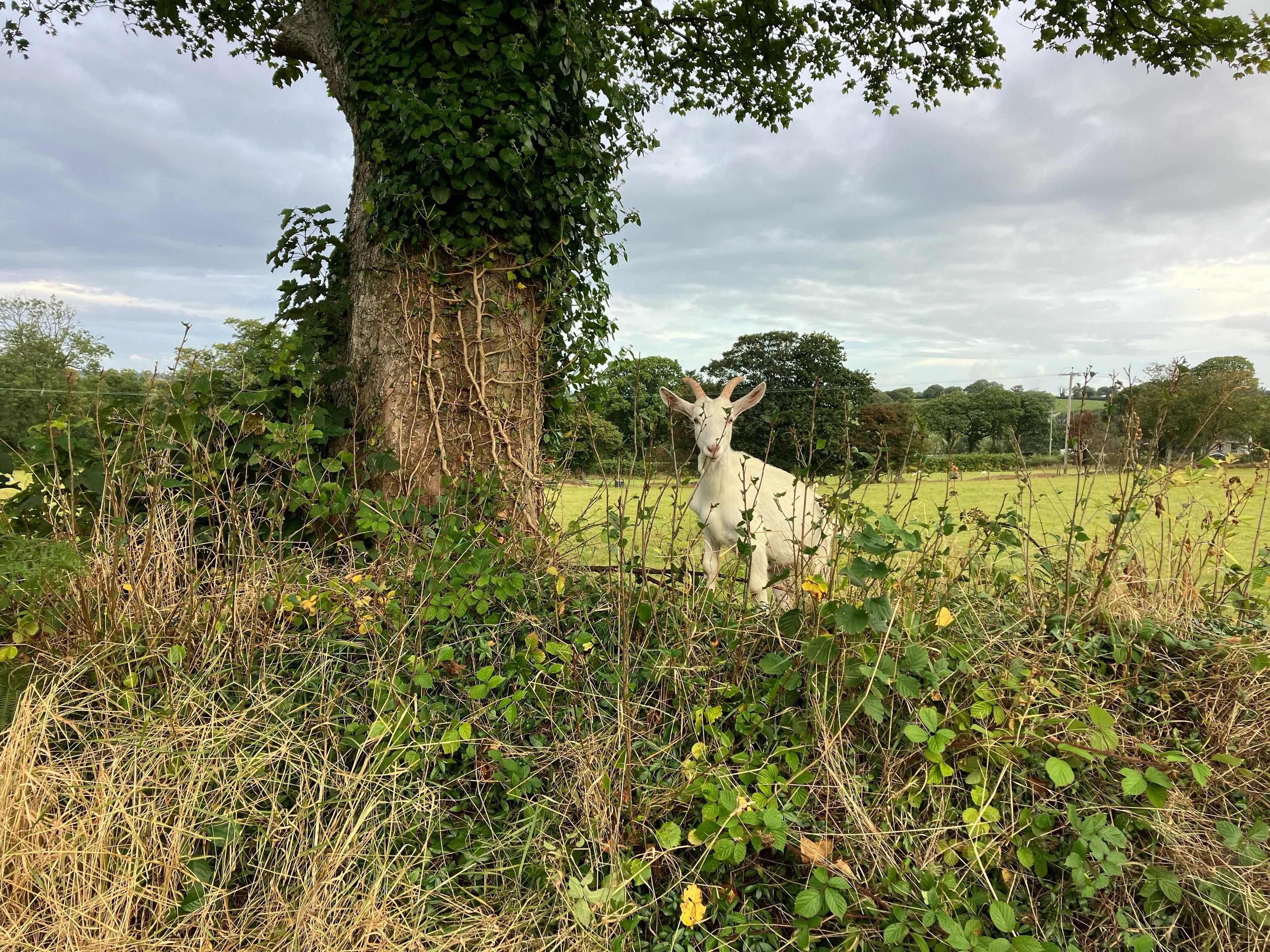 Photo of a white goat standing on top of a roadside hedge bank, next to a large oak tree. They are looking directly at the camera, defiantly. In the field behind but out of view are half a dozen or so more goats and a flock of sheep.