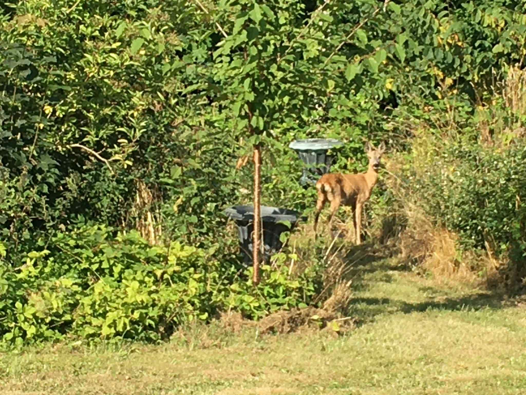 Deer grazing in an unkempt garden, with a cut lawn in front. The deer is standing on a cut-grass path leading into the morass, with a couple of ornamental urns somewhat obscured by the wilder aspects of the garden.
