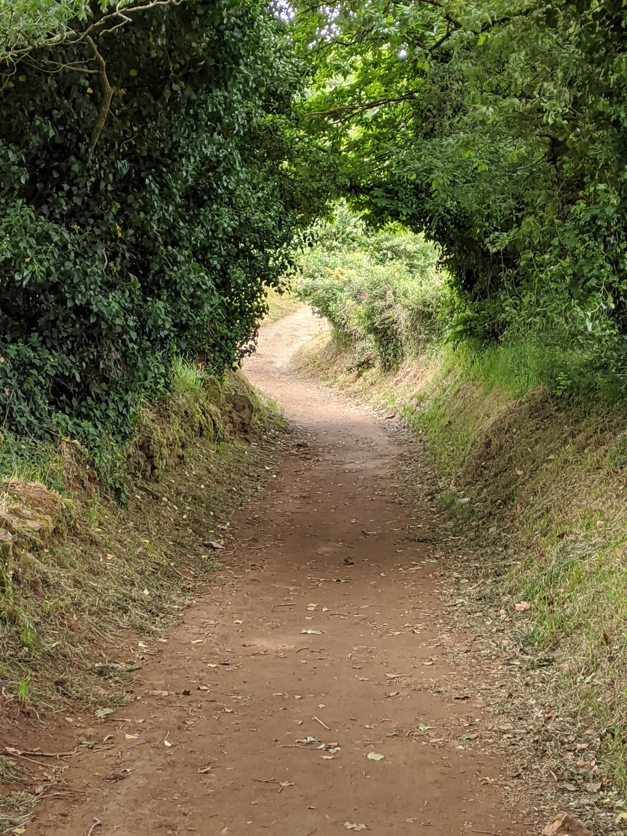 A dirt path lined on both sides with high mossy banks and overhanging trees forms a tunnel  allowing light in on the far end