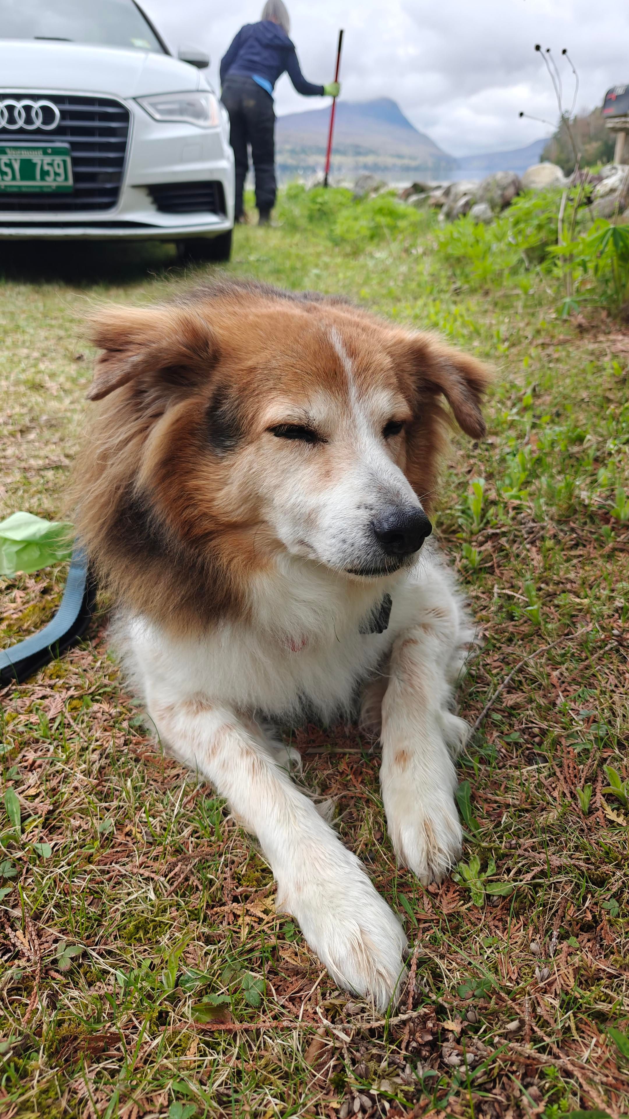 A lovely dog lying on a grass driveway with a car, a woman raking a garden, and a vast lake in background. He is a very good and sweet boy.