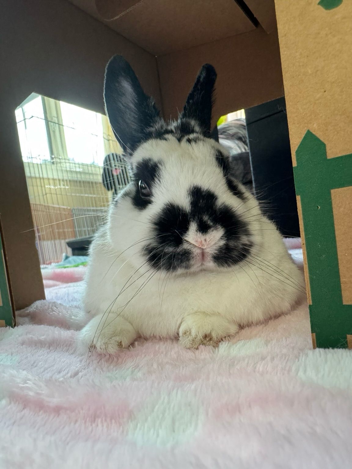 A bunny with long whiskers around nose and around eyes grumpily and sleepily looks at the camera