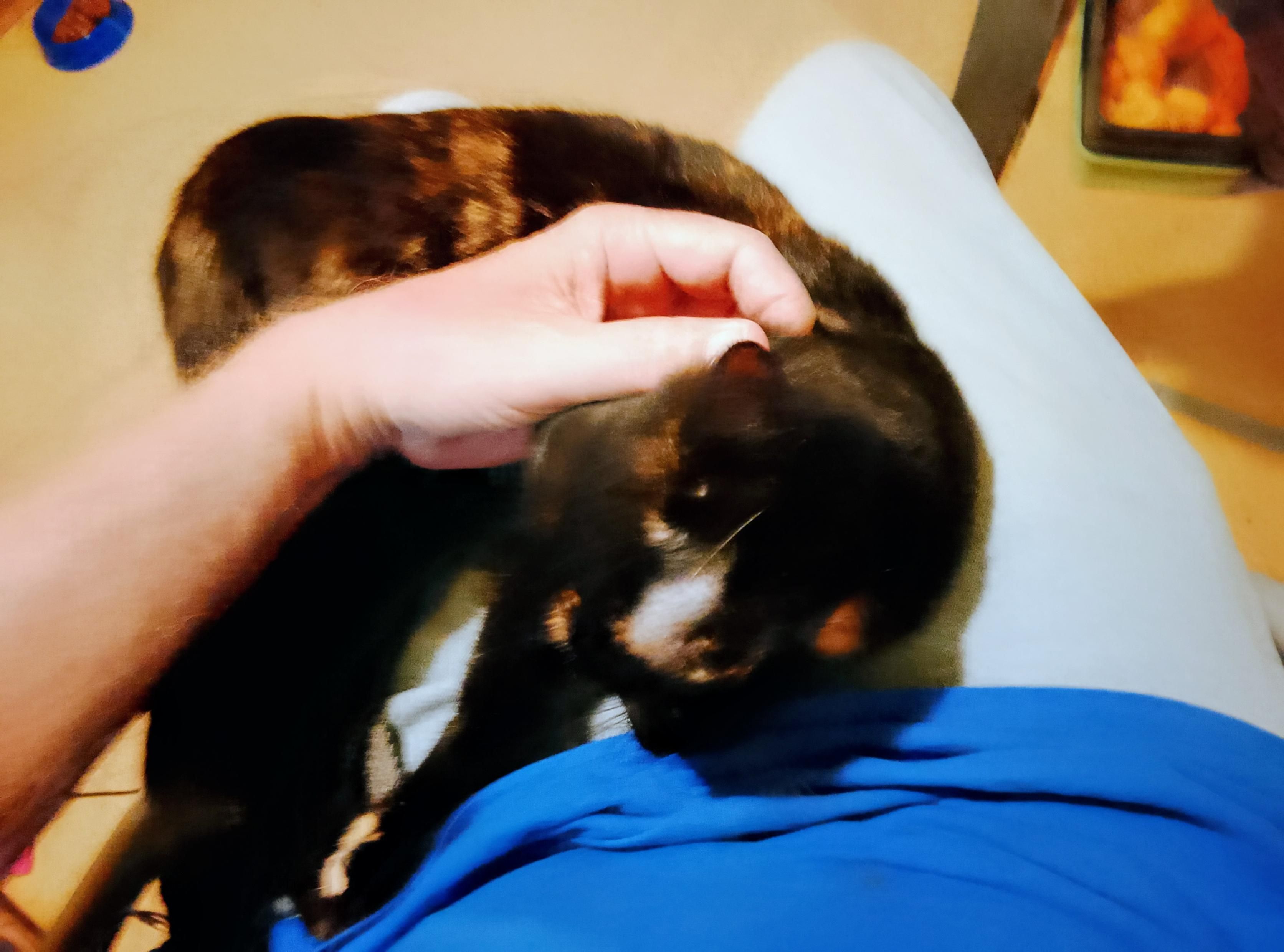 Harley Quinn, an almost black tortoiseshell with cinnamon and cream splotches, squirms ecstatically on my lap as I try to make her squirm.