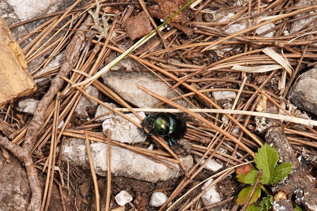 A shiny greenish scarab beetle among rocks and pine needles.