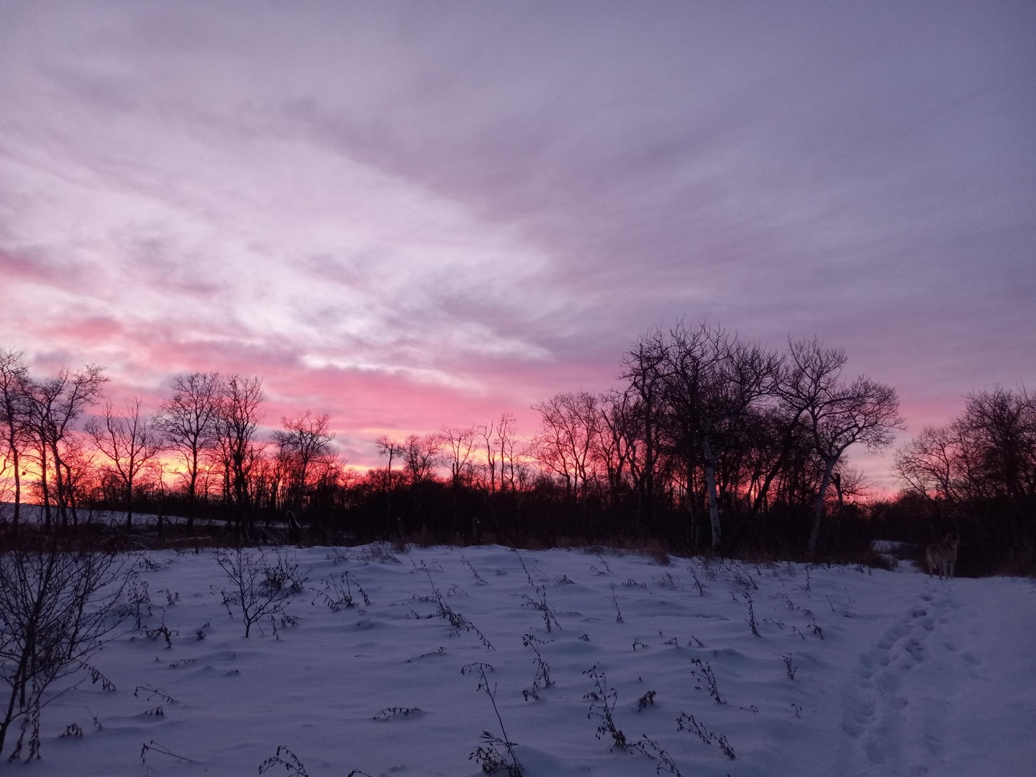 A view of the very bright pink and orange sunset clouds through silhouetted scrubby bare trees.  The ground is covered by snow.  If you look very carefully you can see a happy yellowish dog trotting along the pathway.