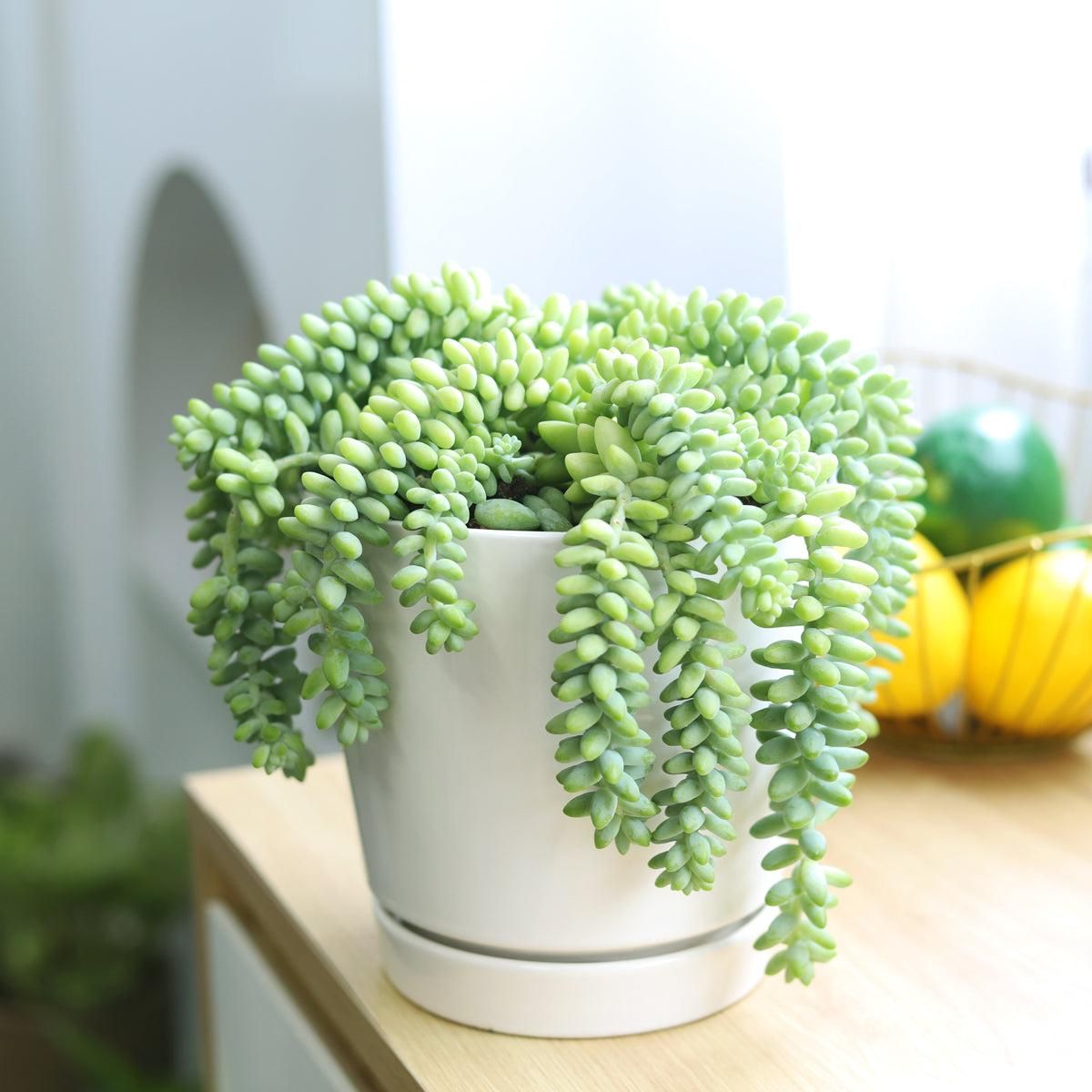 A vibrant green burro's tail succulent with long, cascading stems of plump, teardrop-shaped leaves overflows from a sleek white ceramic pot on a light wood surface.