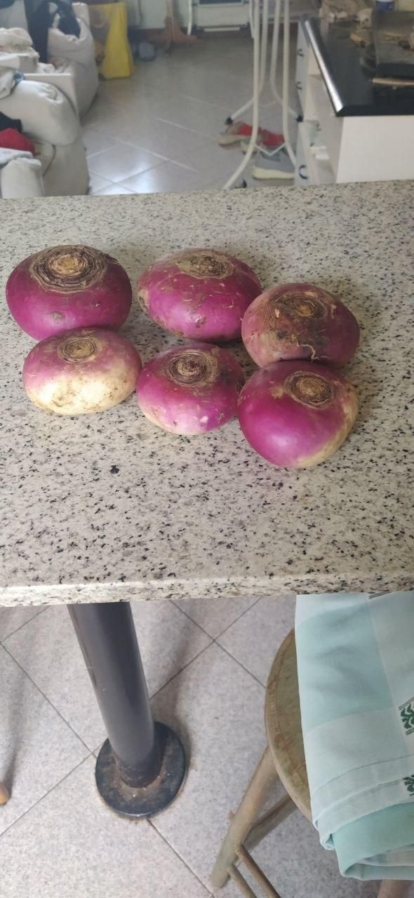 6 rape piatte di Milano a colletto viola appoggiate su un piano in granito bianco.